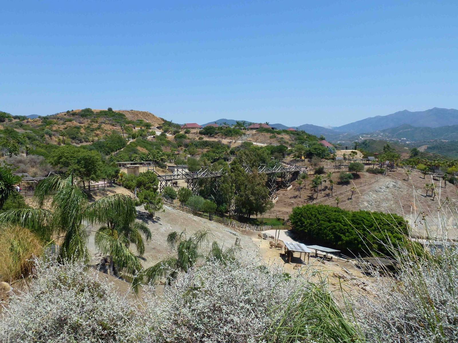 View across the safari area, July 2013.