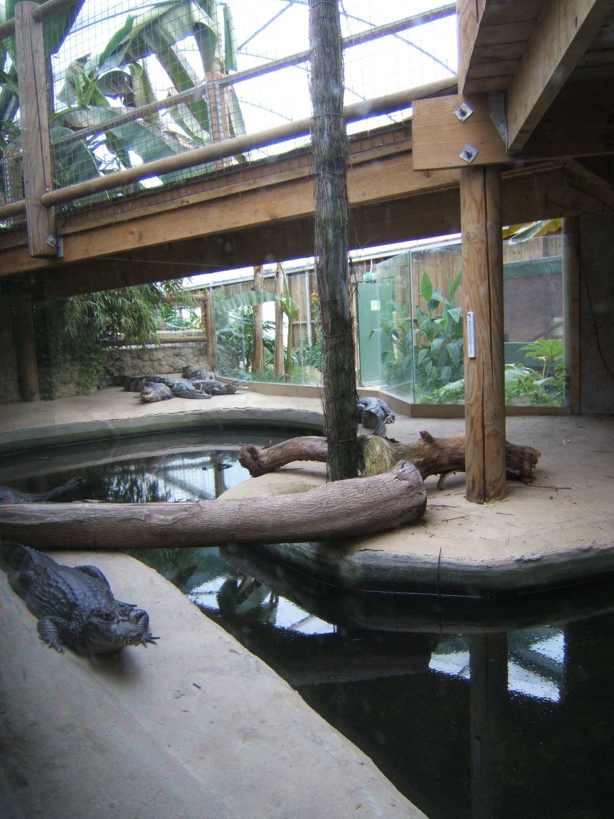 View across the Spectacled Caiman exhibit