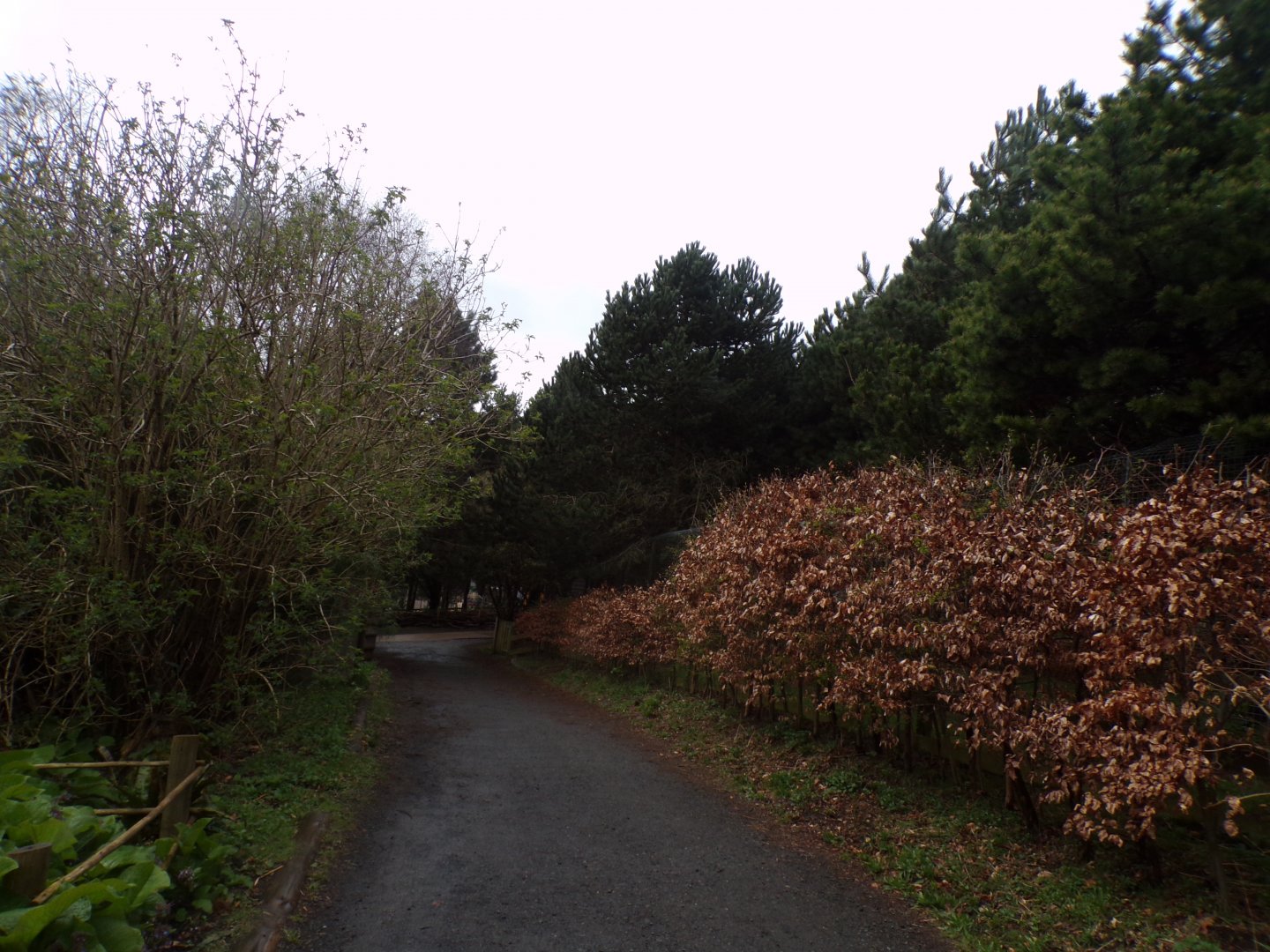 View along giant anteater enclosure 9.4.24
