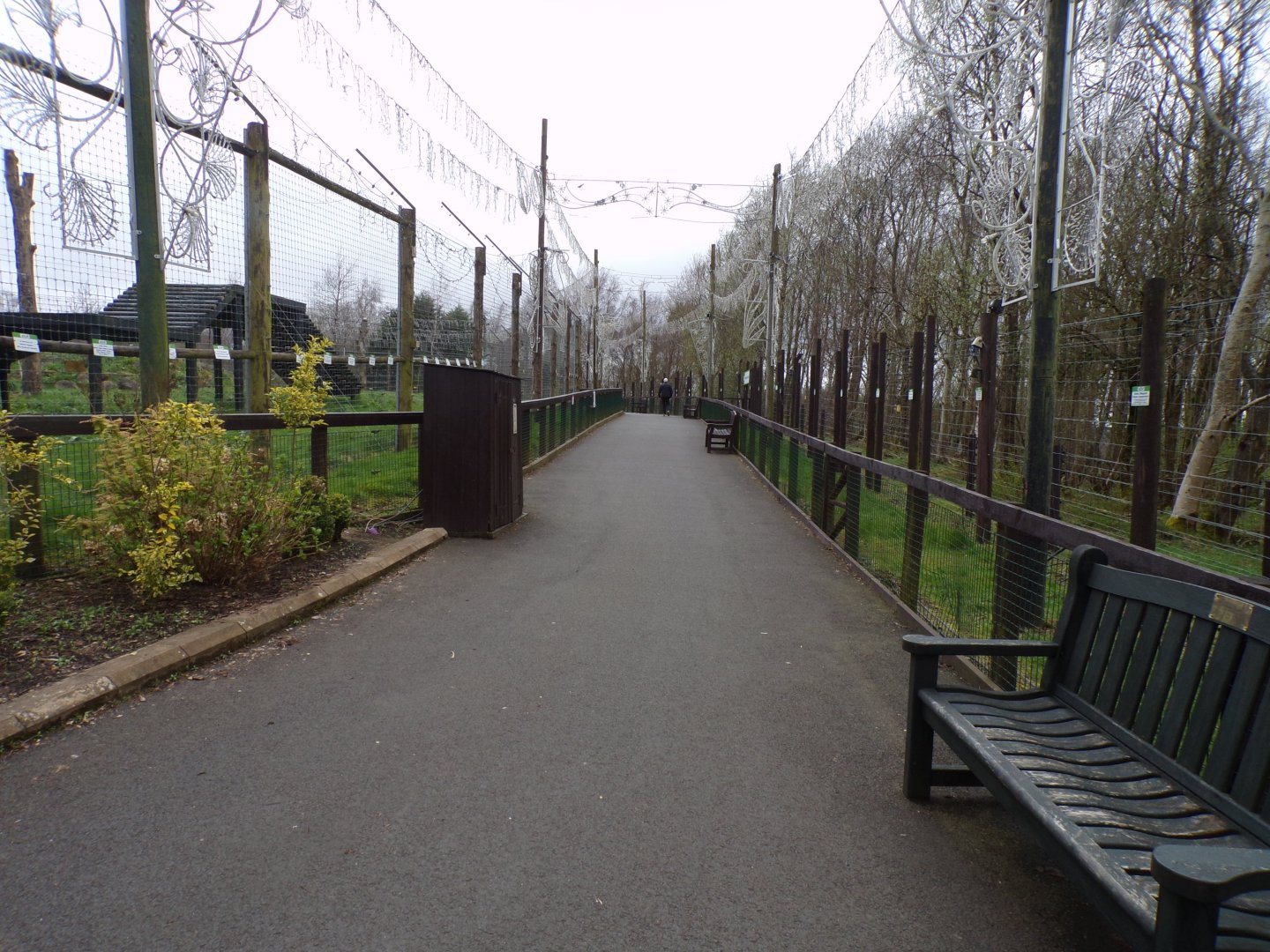 View along lion and wolf enclosures 12.4.24