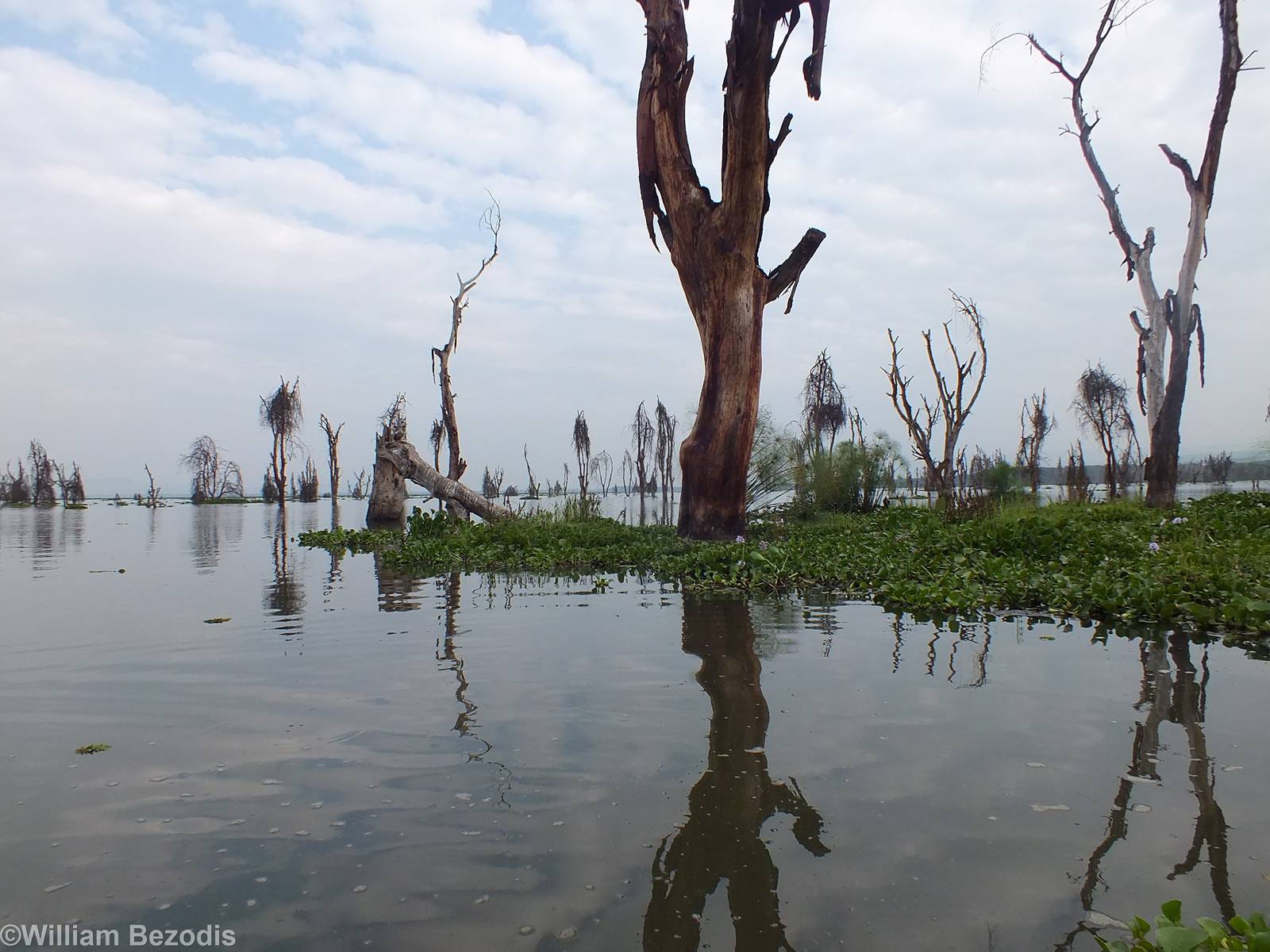 View Along the Edge of the Lake - Lake Naivasha