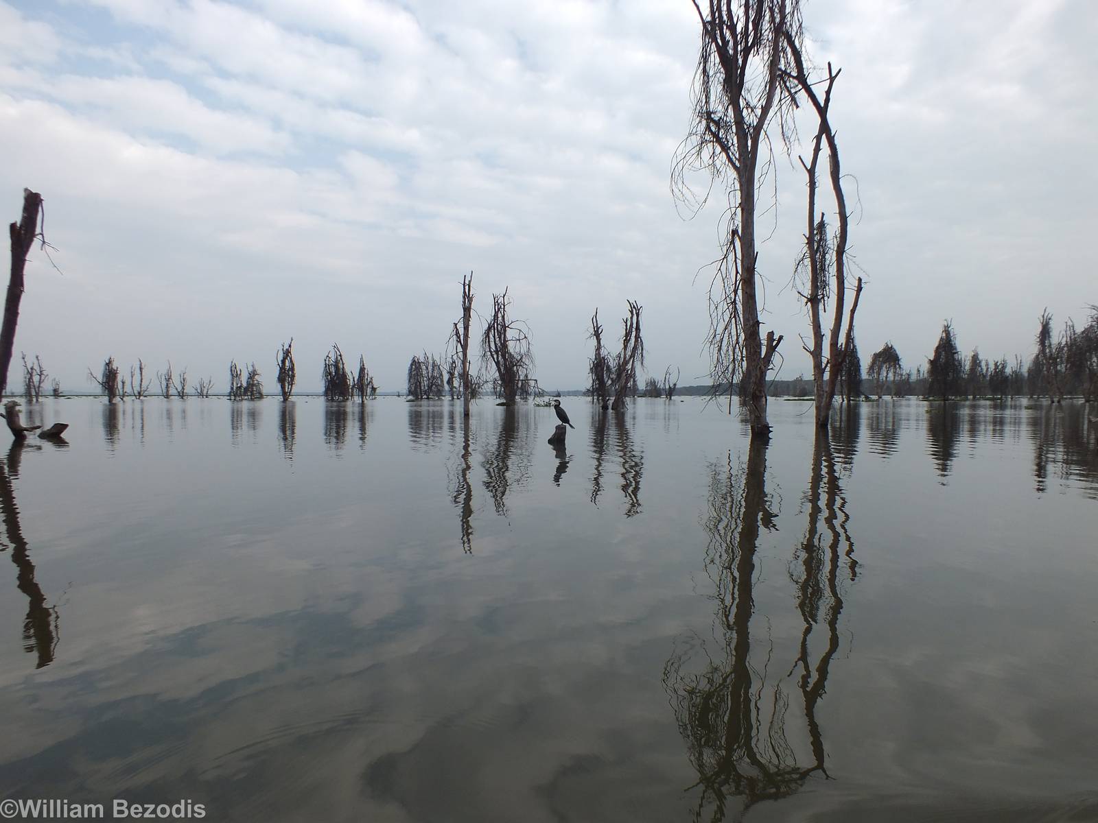 View Along the Edge of the Lake - Lake Naivasha