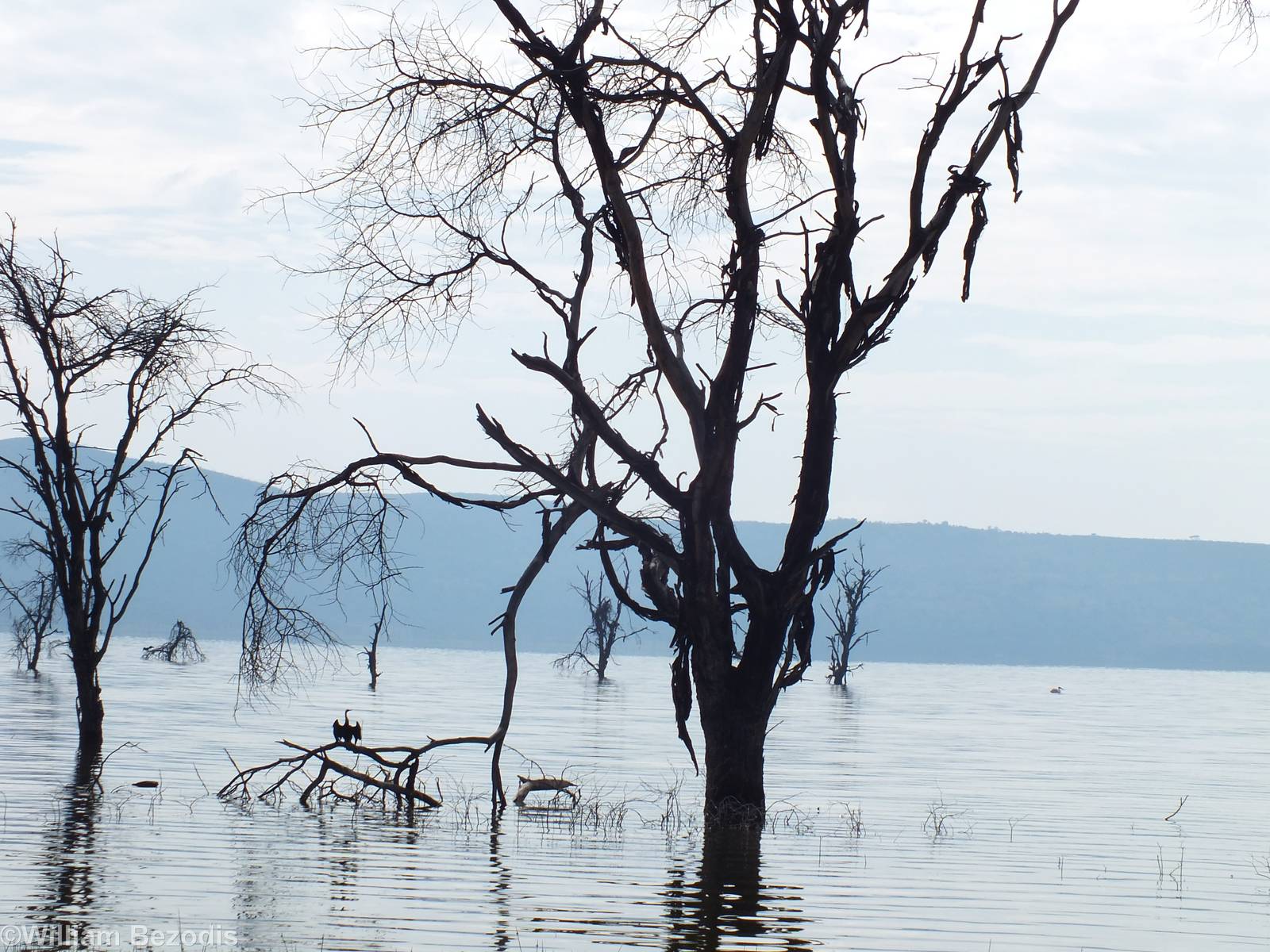 View and African Darter - Lake Nakuru