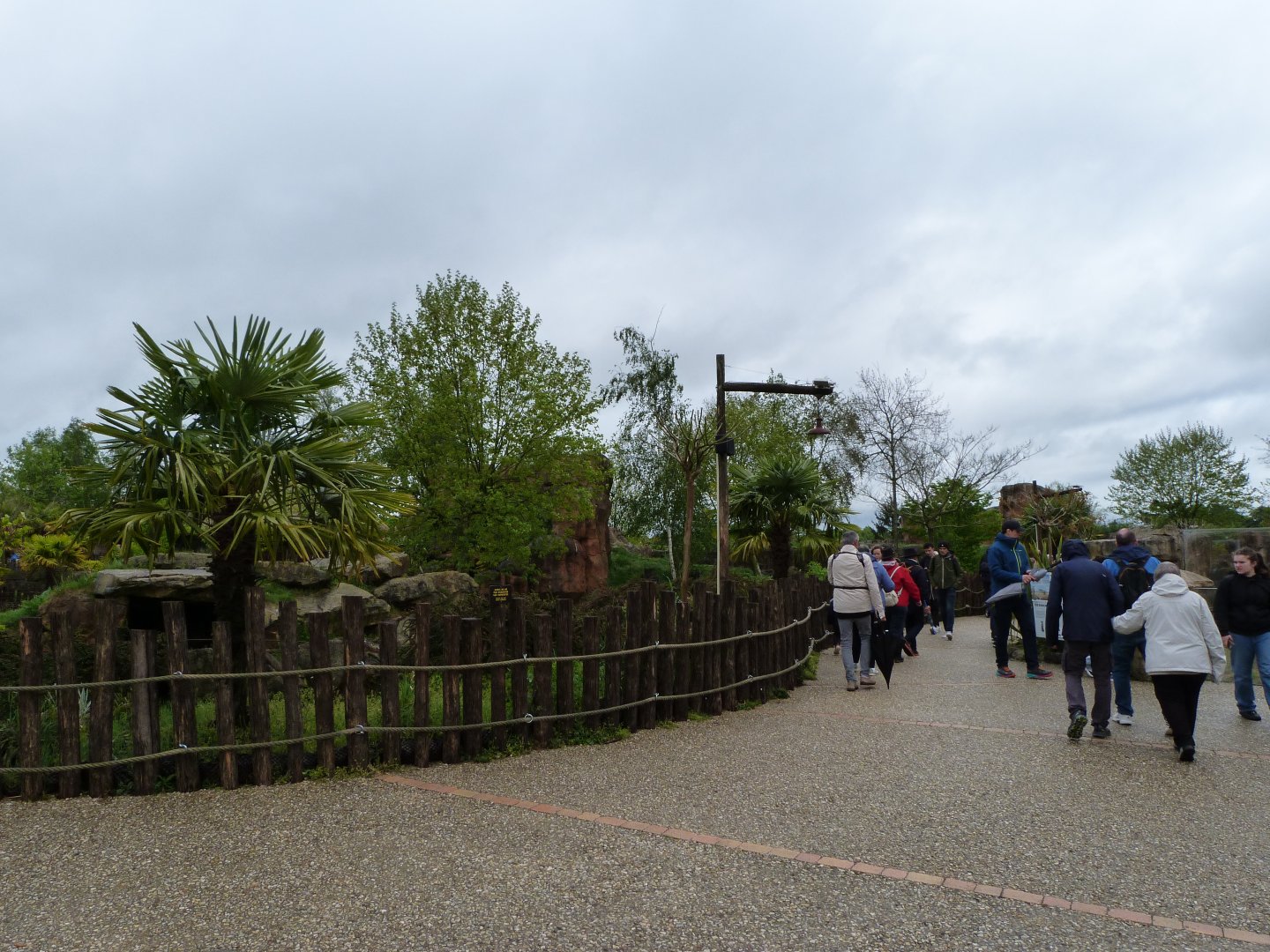 View around lion complex -ZooParc de Beauval (2025)
