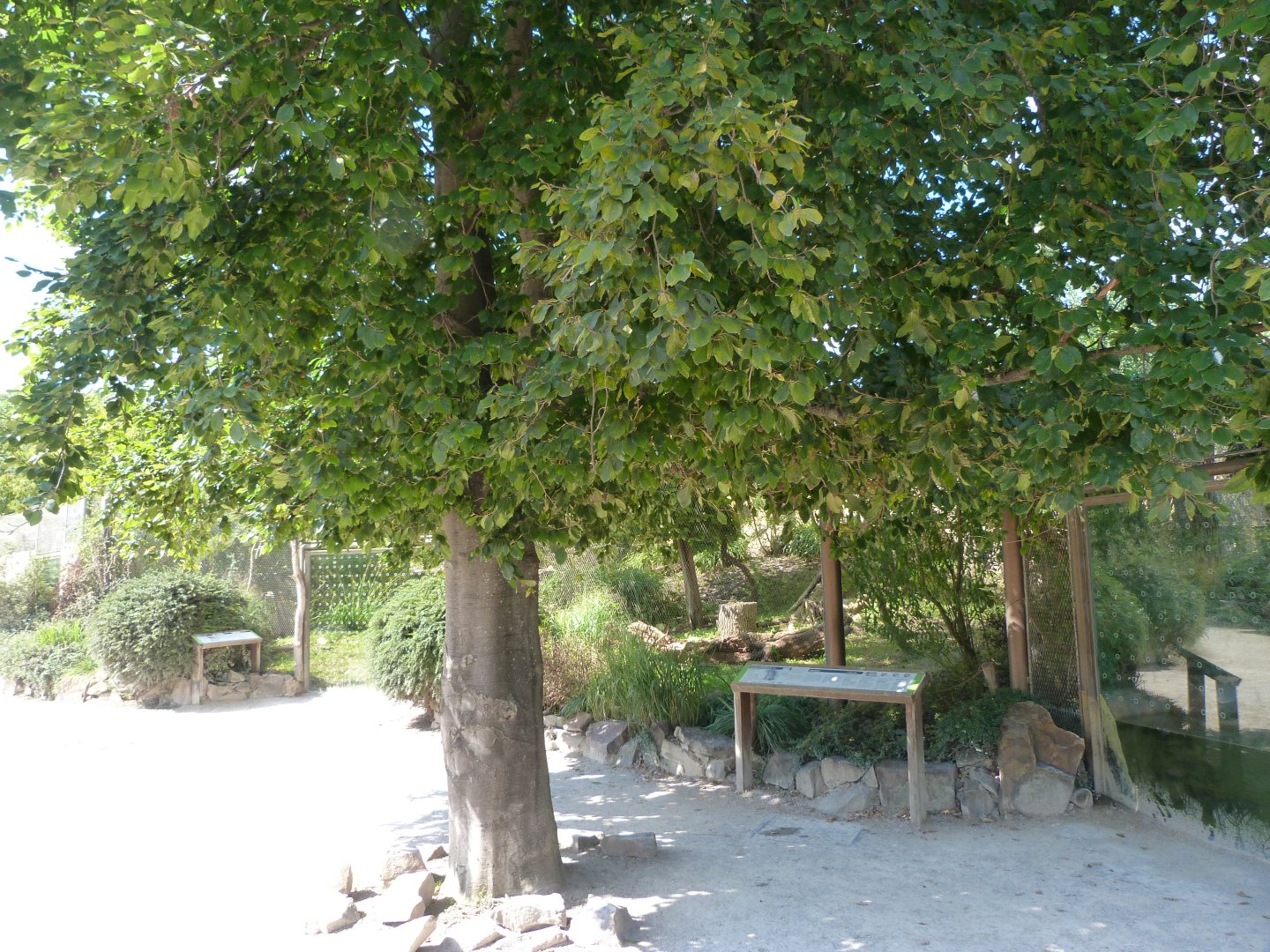 View around small cat and fossa outdoors exhibits -Zoo Praha (2025)