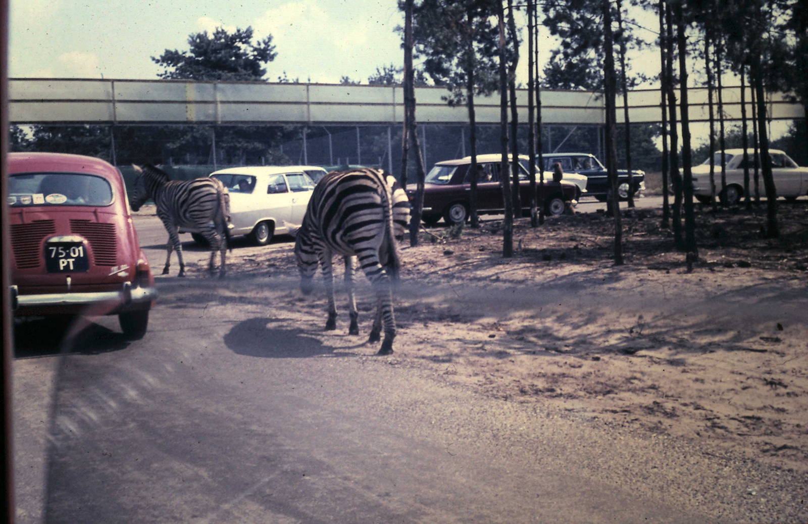 view at the Safari park