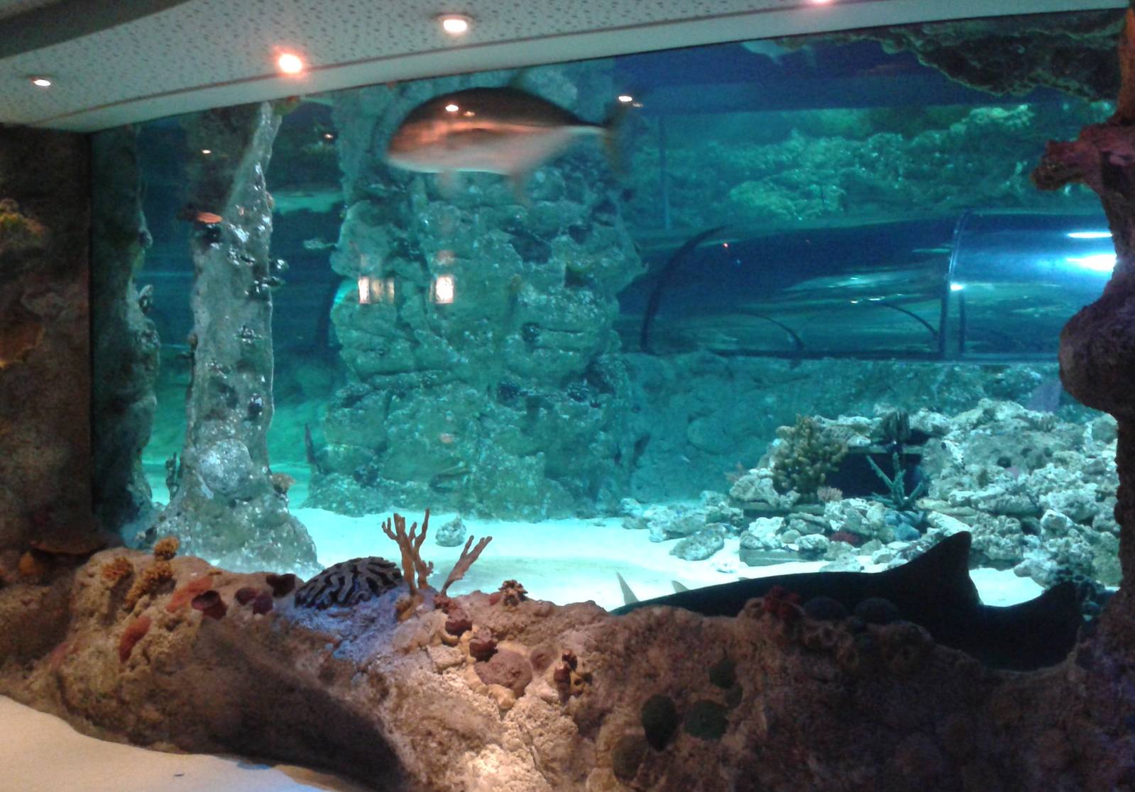 View at the shark aquarium