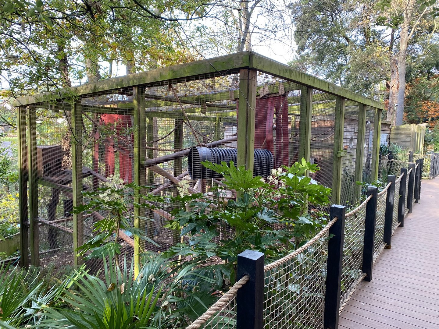 View back towards Yellow-breasted capuchin enclosure 111222