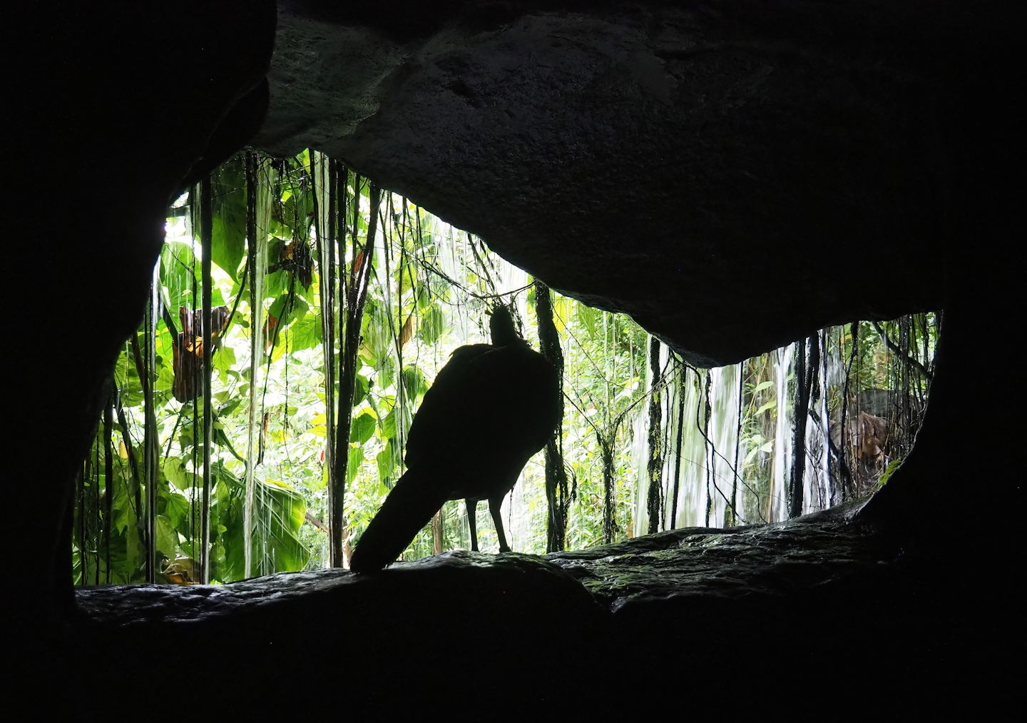 View behind the large watefall in the Bush, with Great curassow hanging out, 2023-10-07