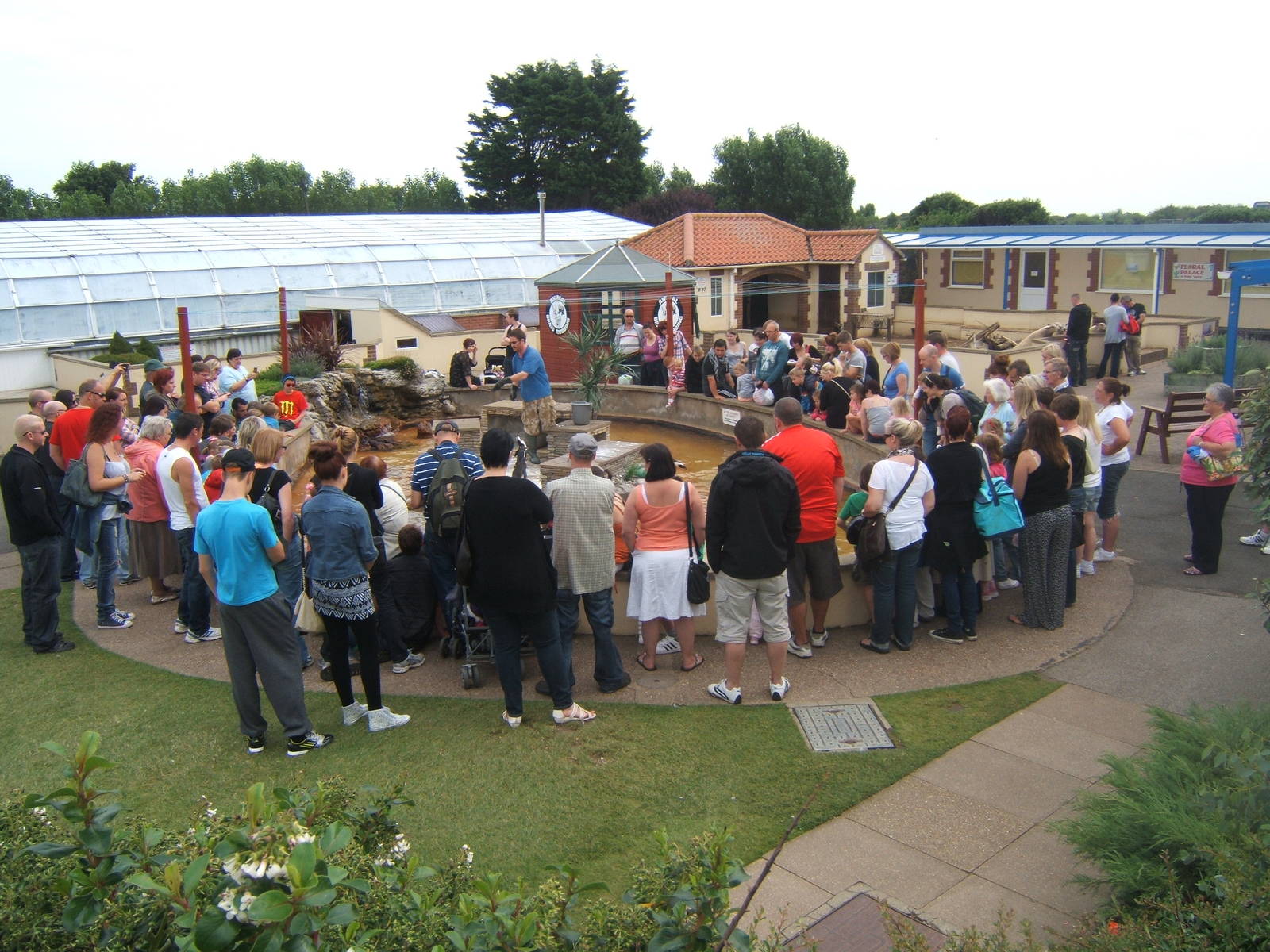 View Black-footed Penguin feeding