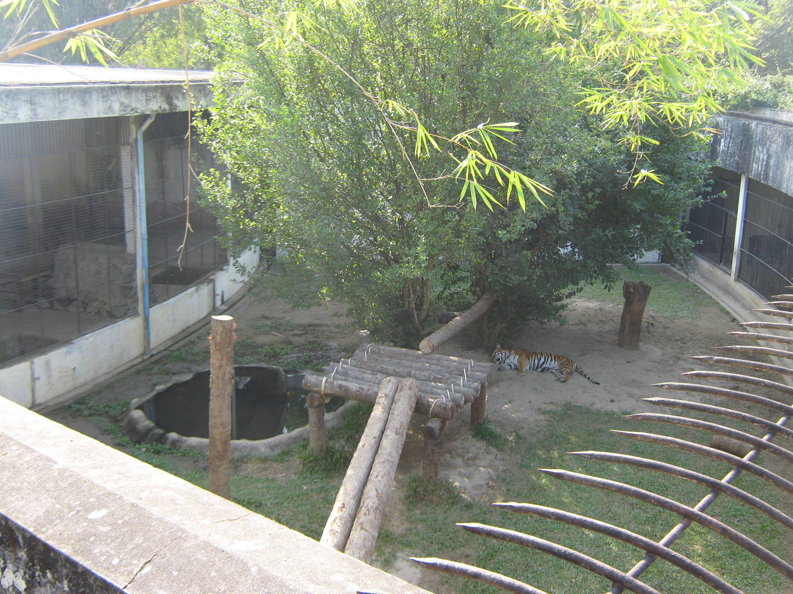 view down into a tiger enclosure