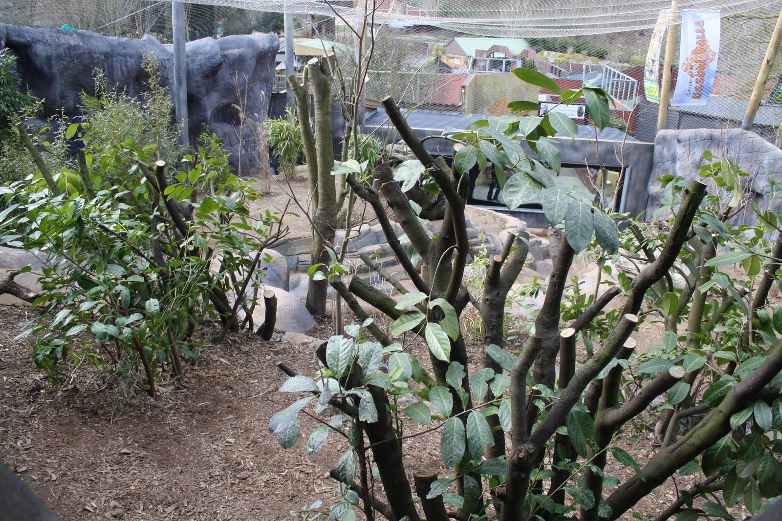 View down into Ussuri Falls leopard enclosure - 14 March 2010