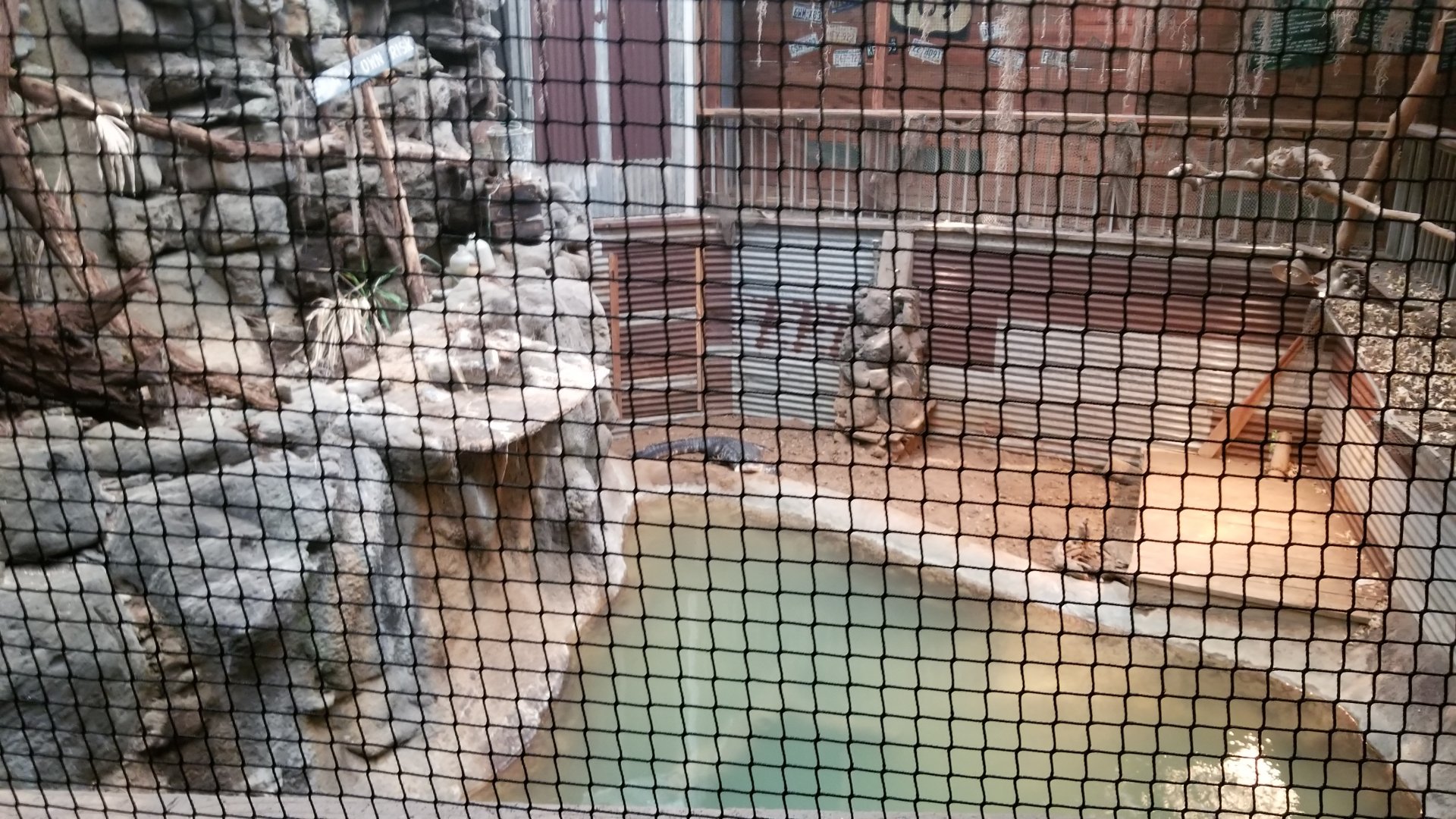 view down to american alligators