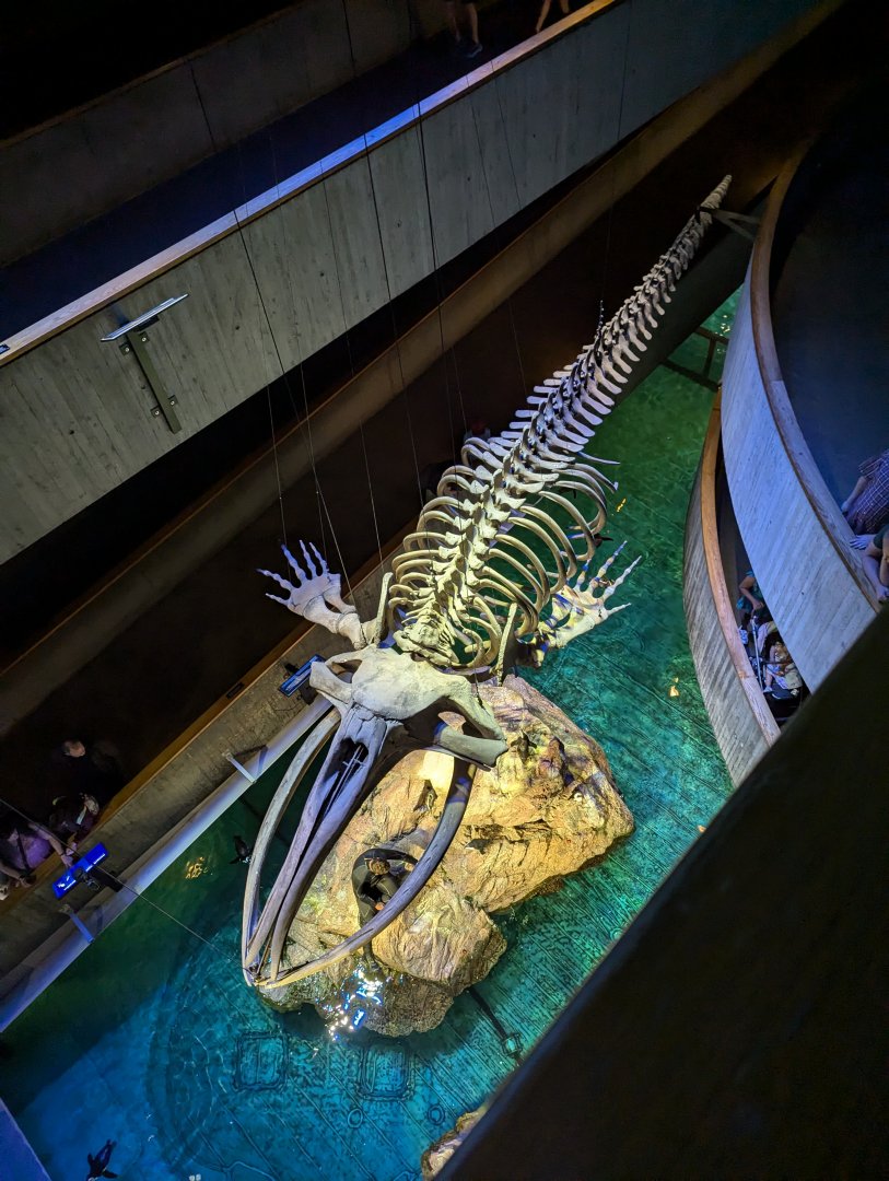 View down to whale skeleton and penguin enclosure