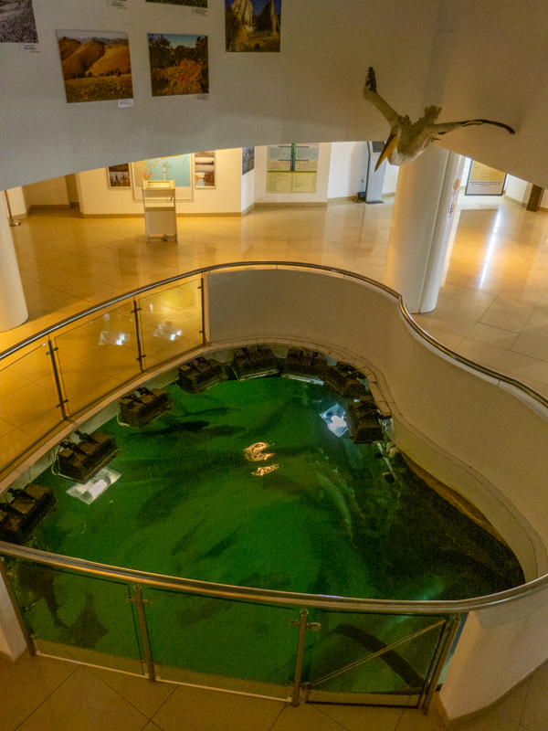 view downstairs to the aquarium