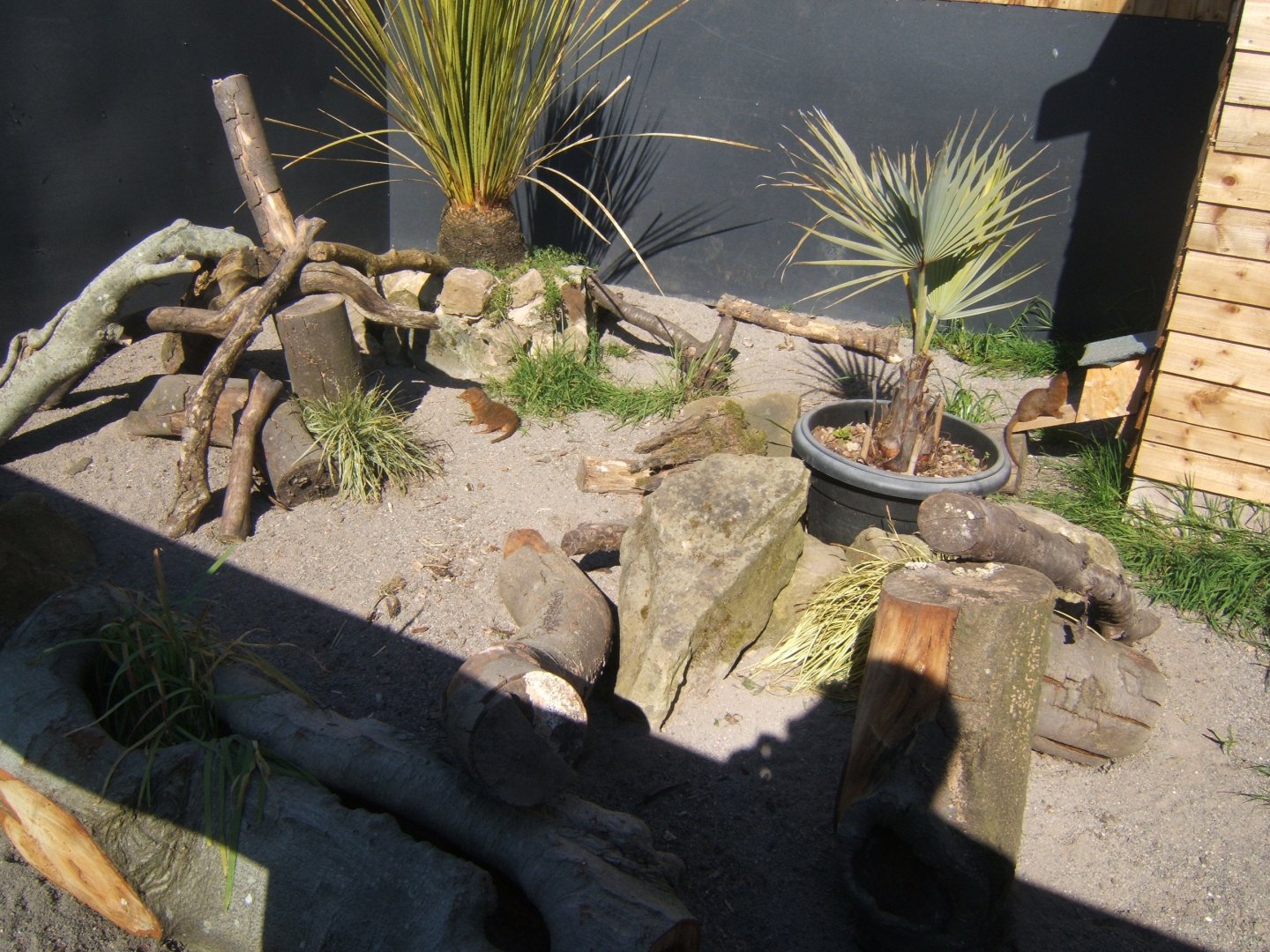 View Dwarf Mongoose enclosure 13/04/2019