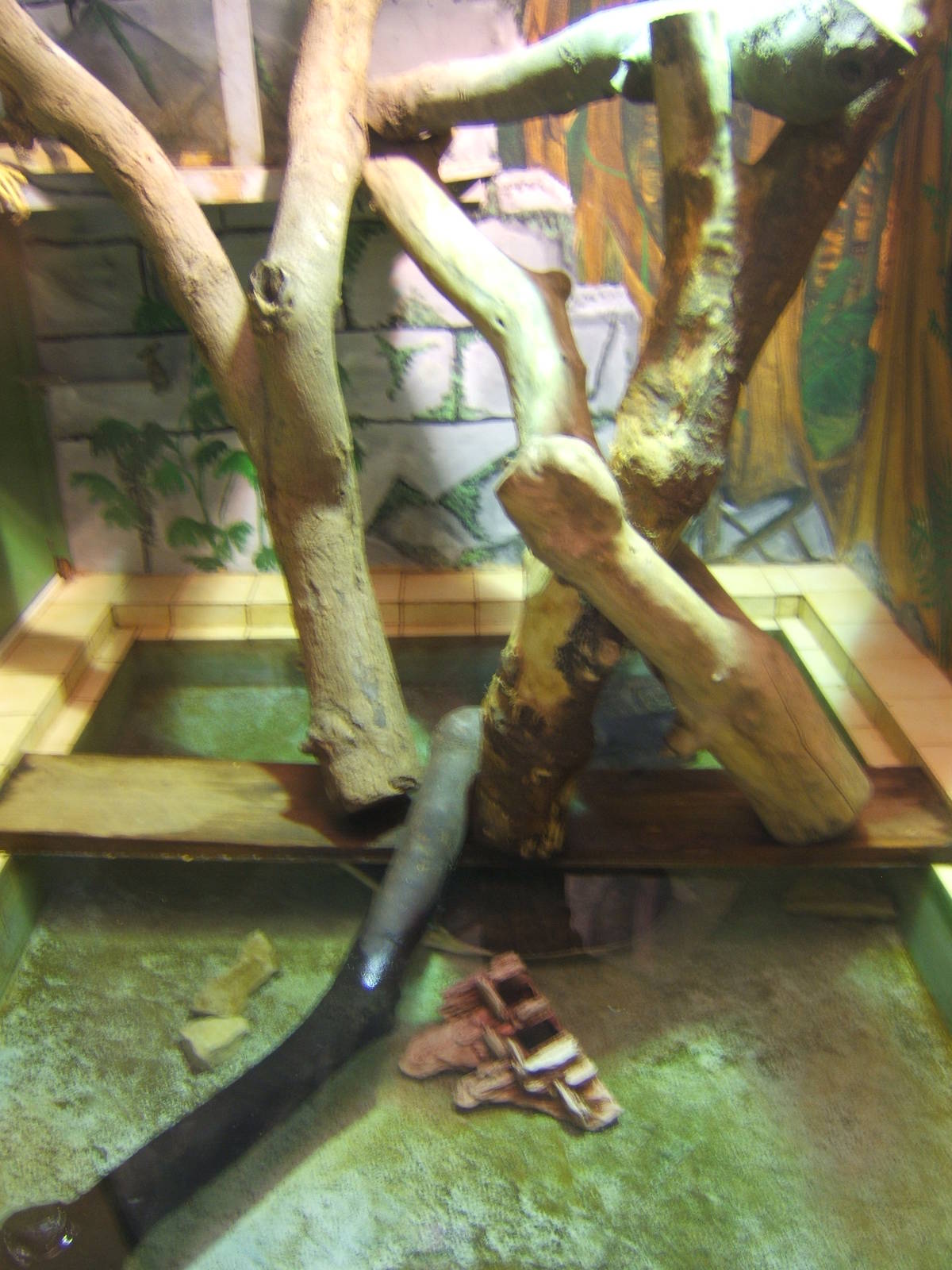 View Florida Soft-shelled Turtle and Green Iguana exhibit