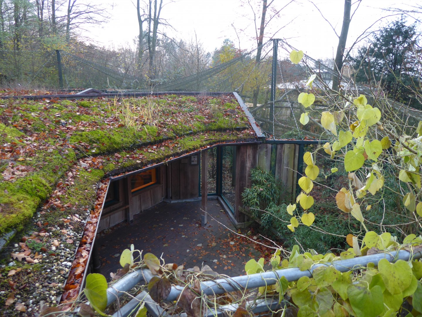 View from above Clouded leopard enclosure 021219