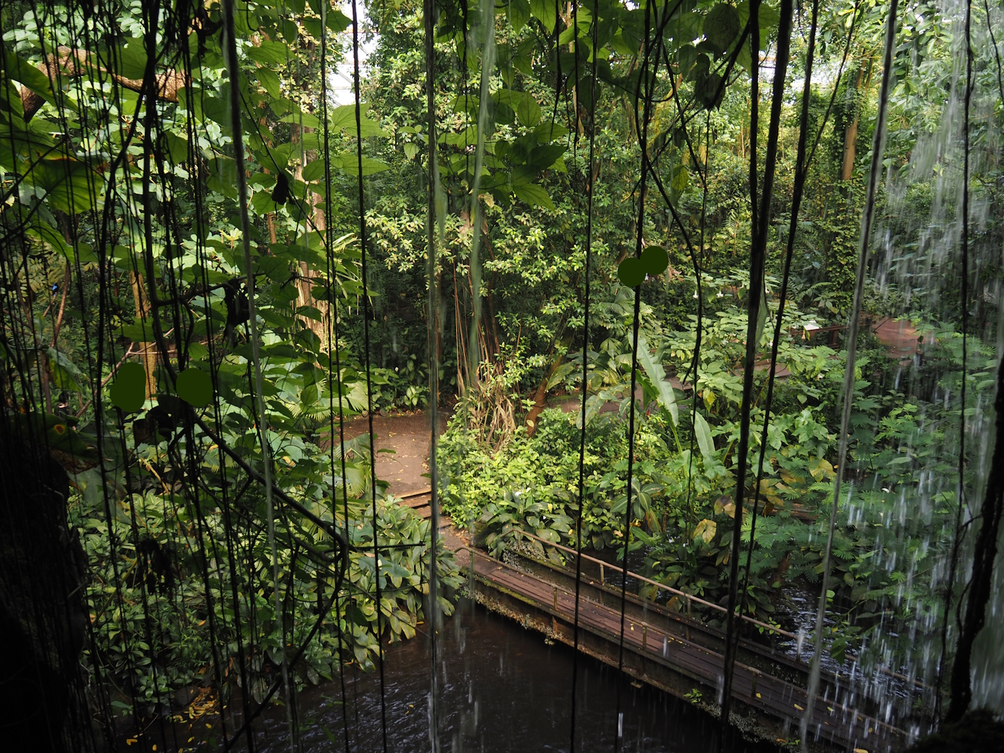 View from behind the waterfall in Burgers' Bush, 2025-05-17