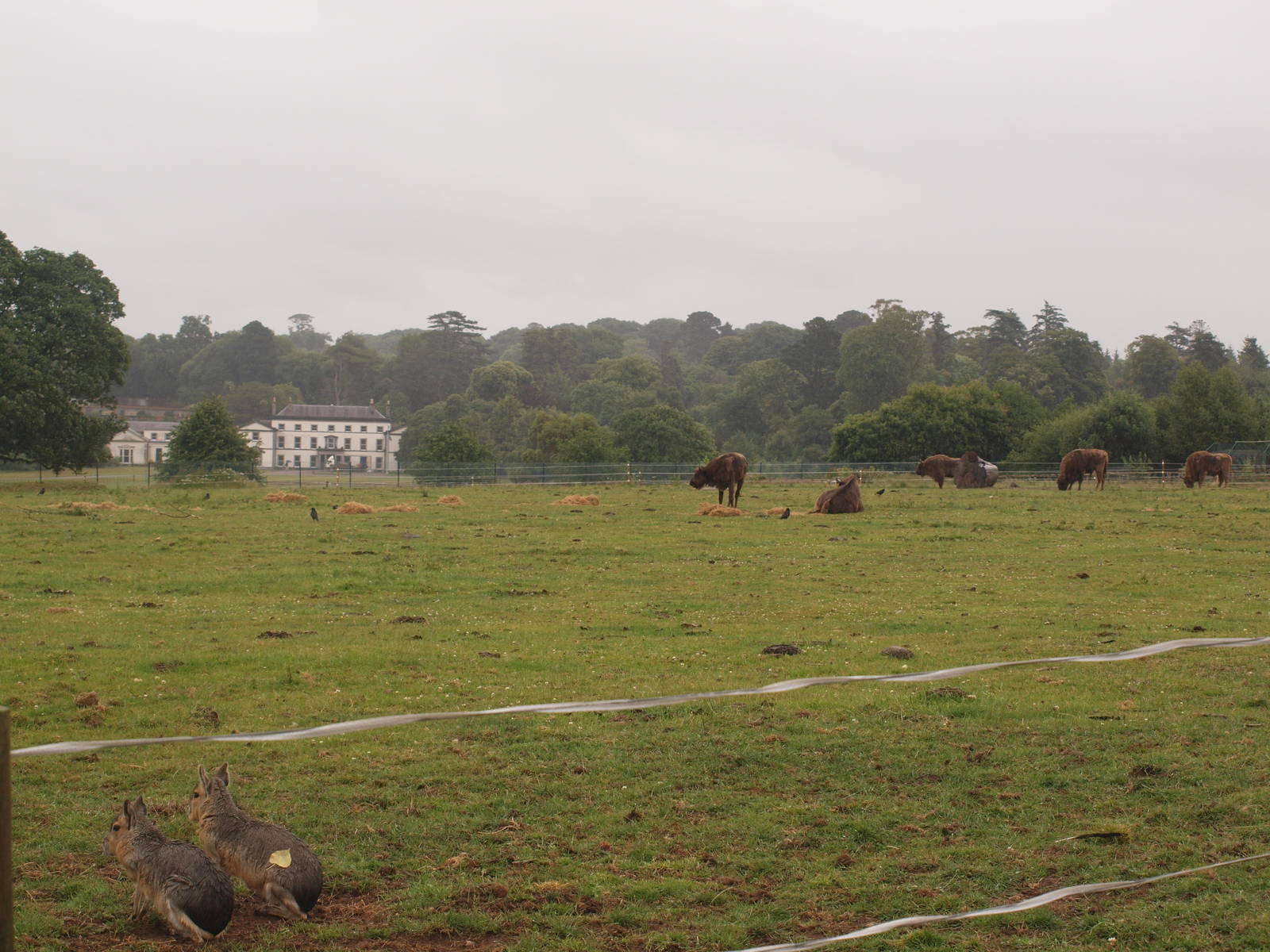 view from bison enclosure to Fota house