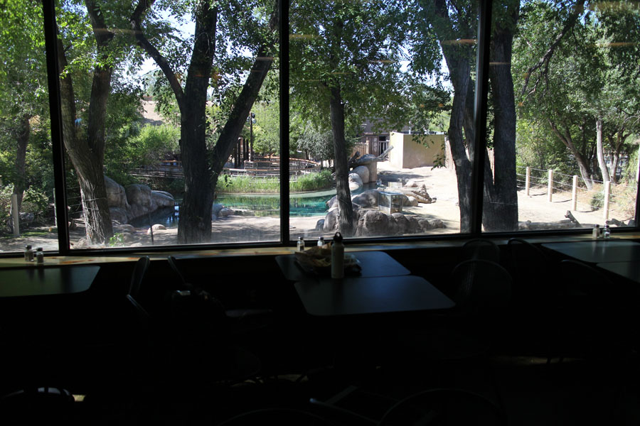 view from cafe to elephants