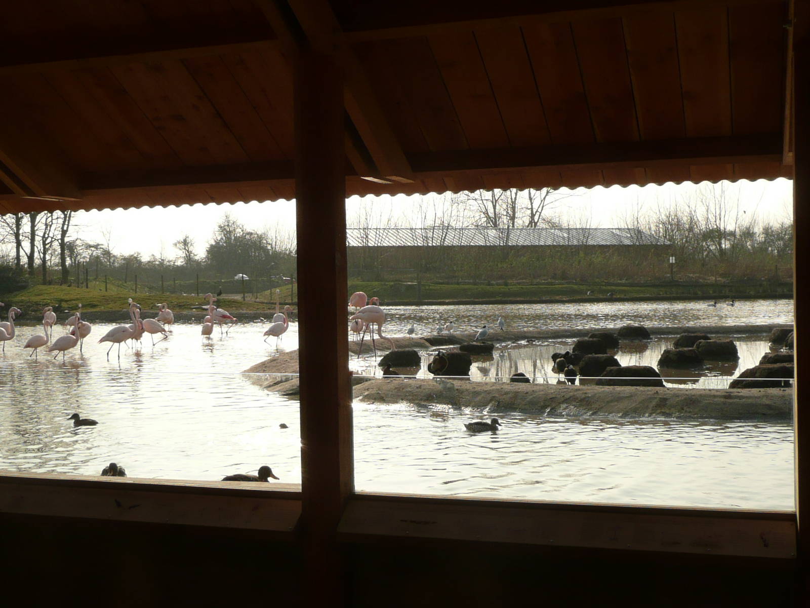 View from Flamingo Viewing shelter in African pen .