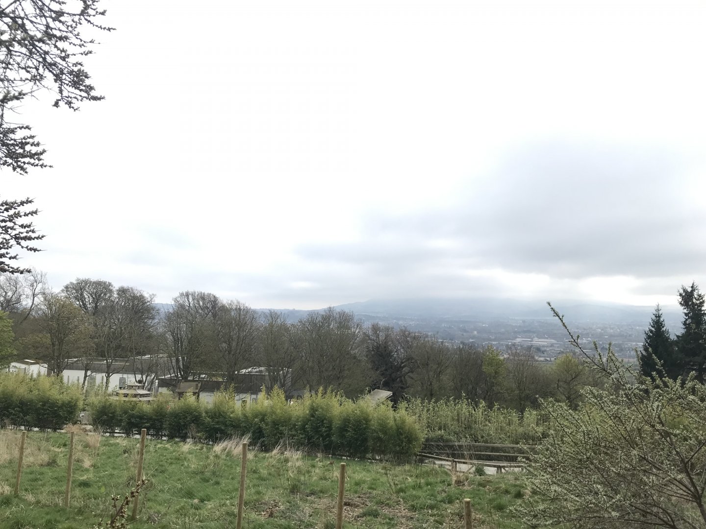 View from giant pandas