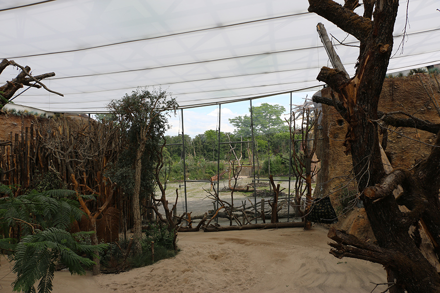 View from giraffe house towards outdoor savanna enclosure