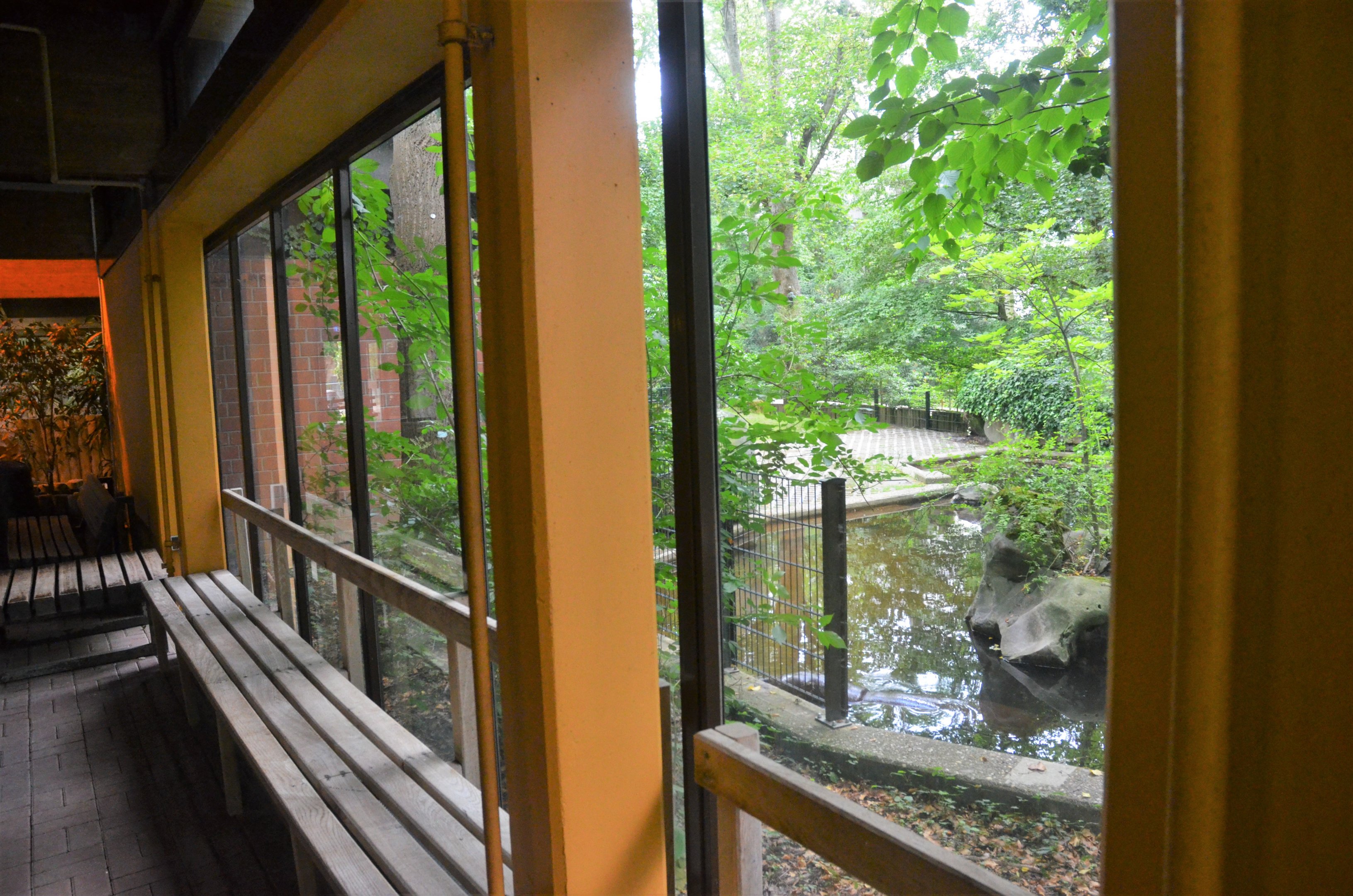 View from House to Pygmy Hippo Outdoor Enclosure at Krefeld, 15/06/19