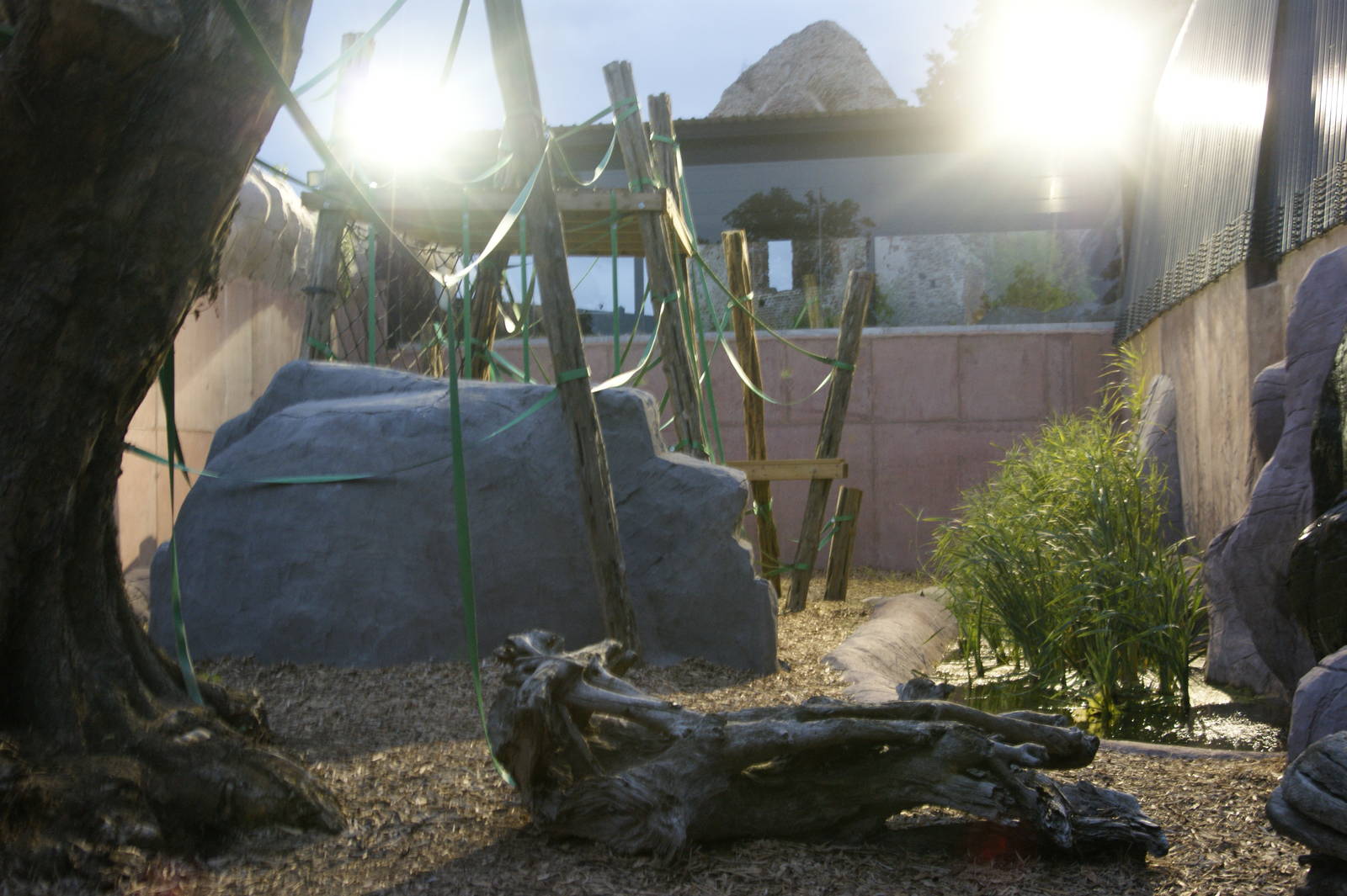 View from inside Orang Utan Forest