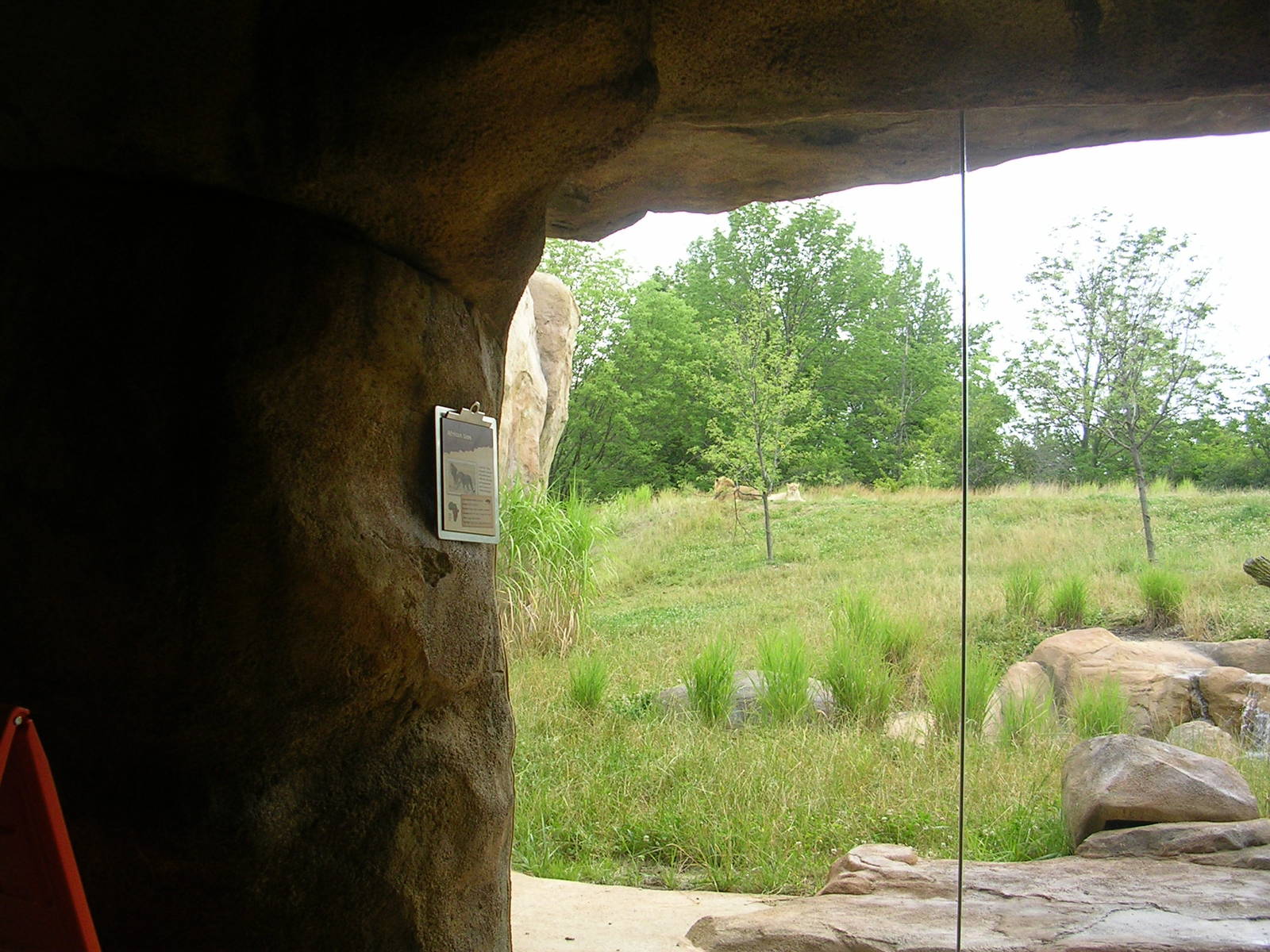 View from lion viewing area