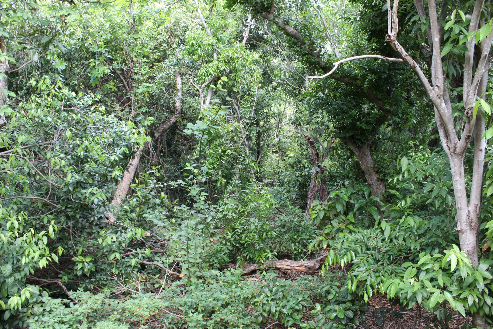 View from Nature Boardwalk