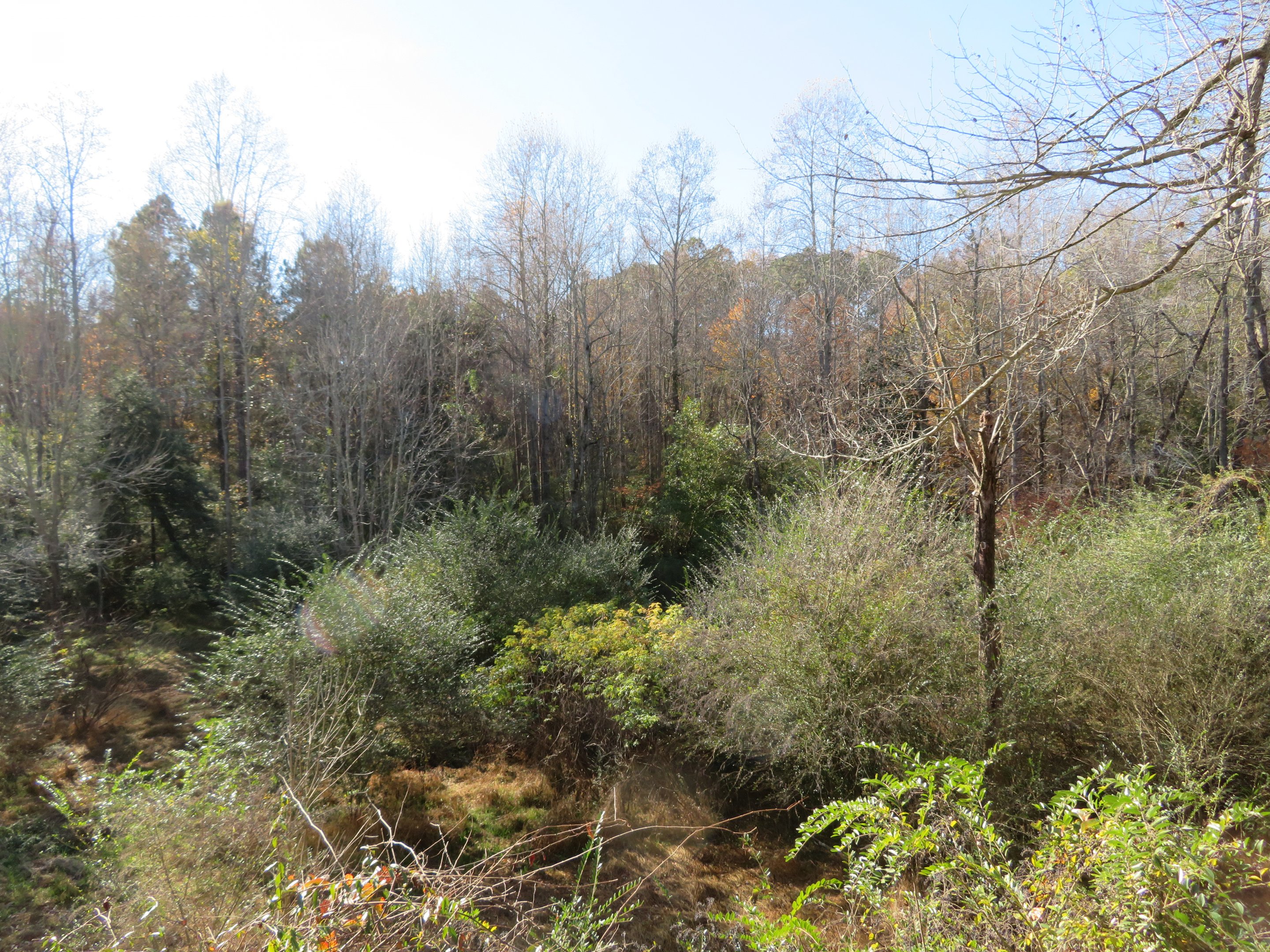 View from Nature Gazebo