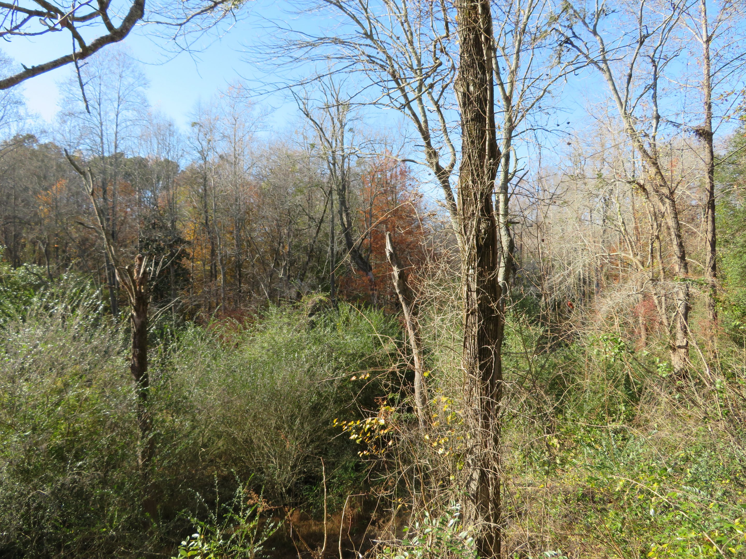 View from Nature Gazebo