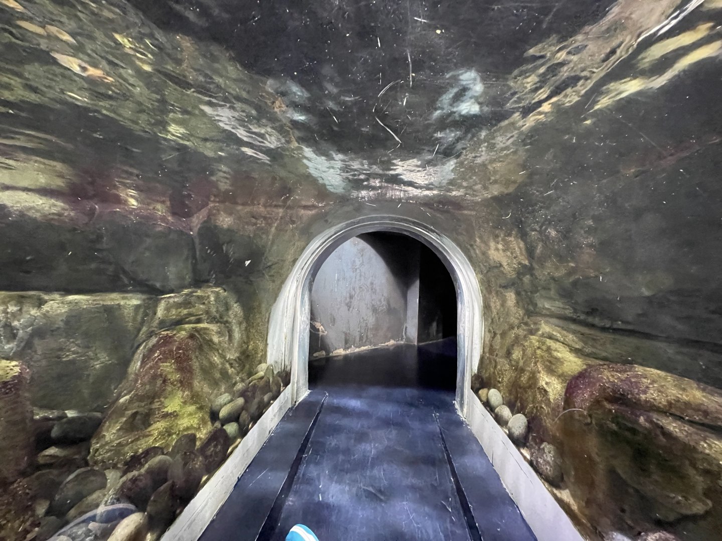 view from otter exhibit’s tunnel