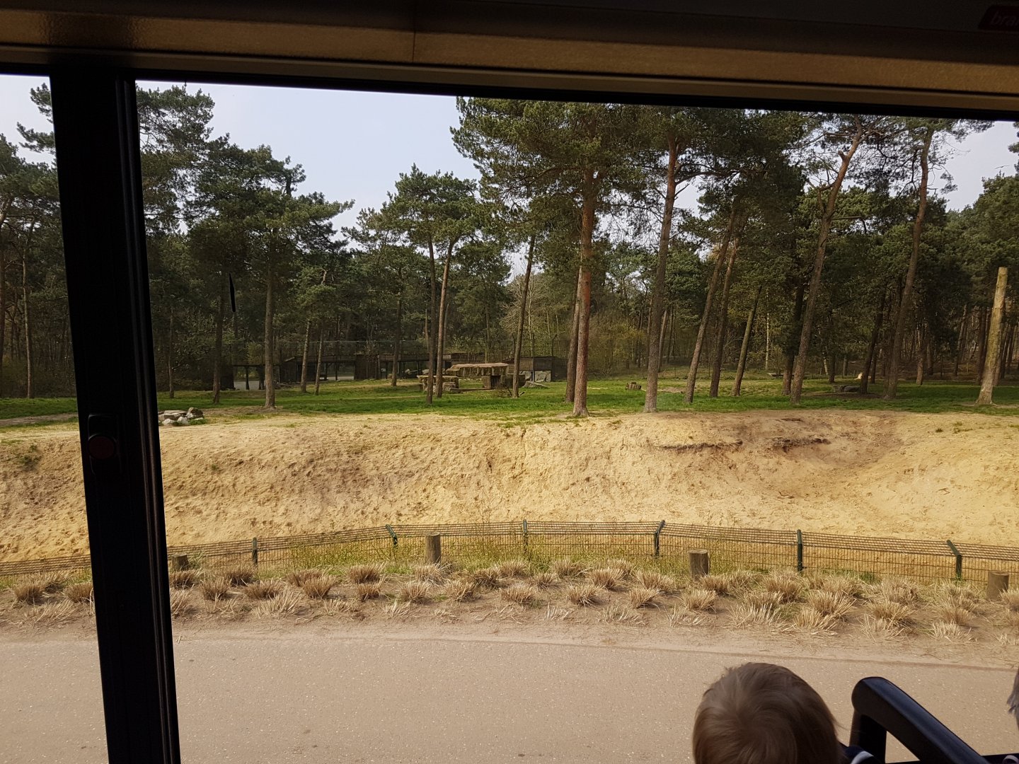 View from-out of the Safari-bus : Lion-enclosure