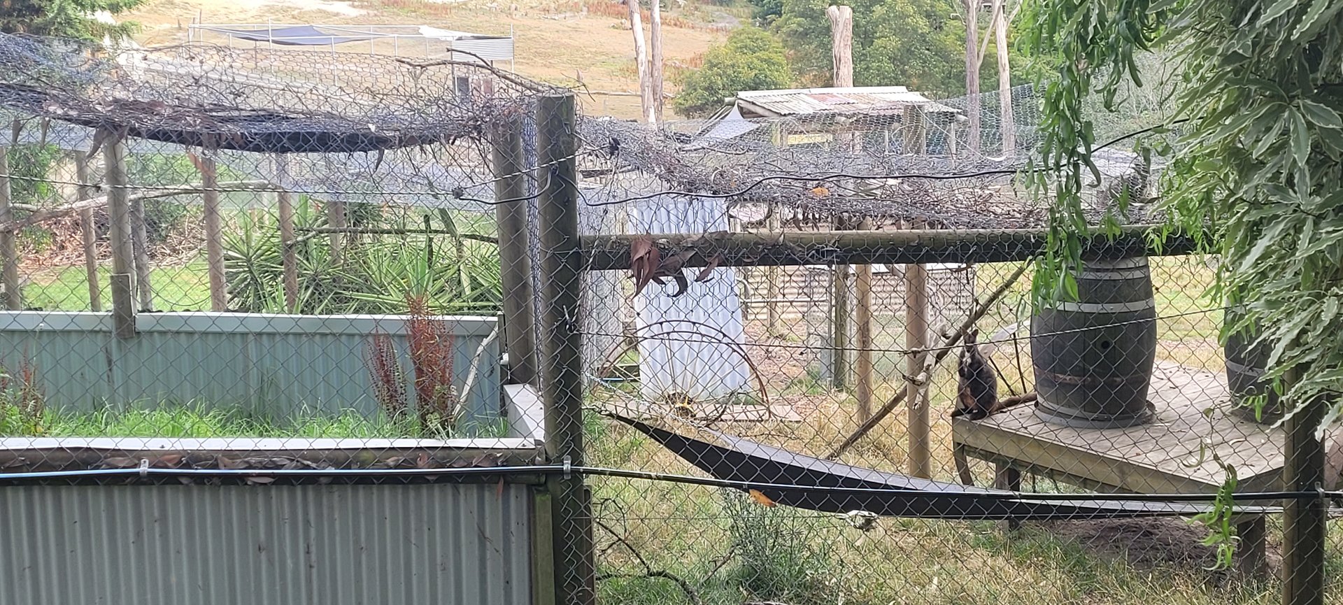 View from outside the property - wallaby