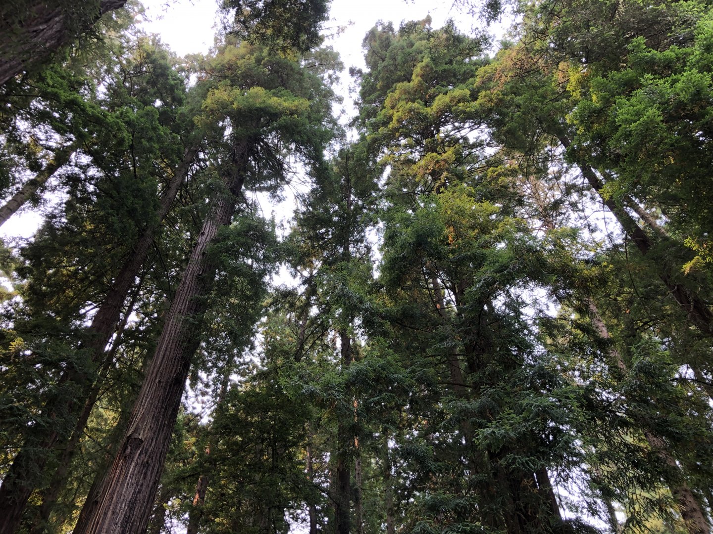 View from Redwood Sky Walk