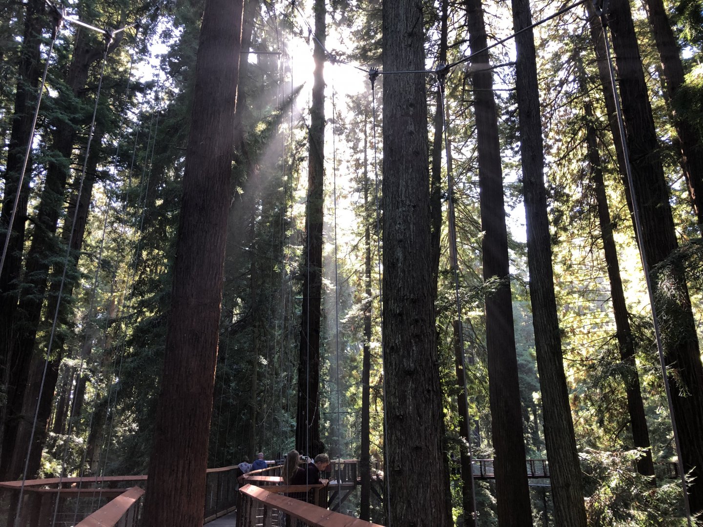 View from Redwood Sky Walk