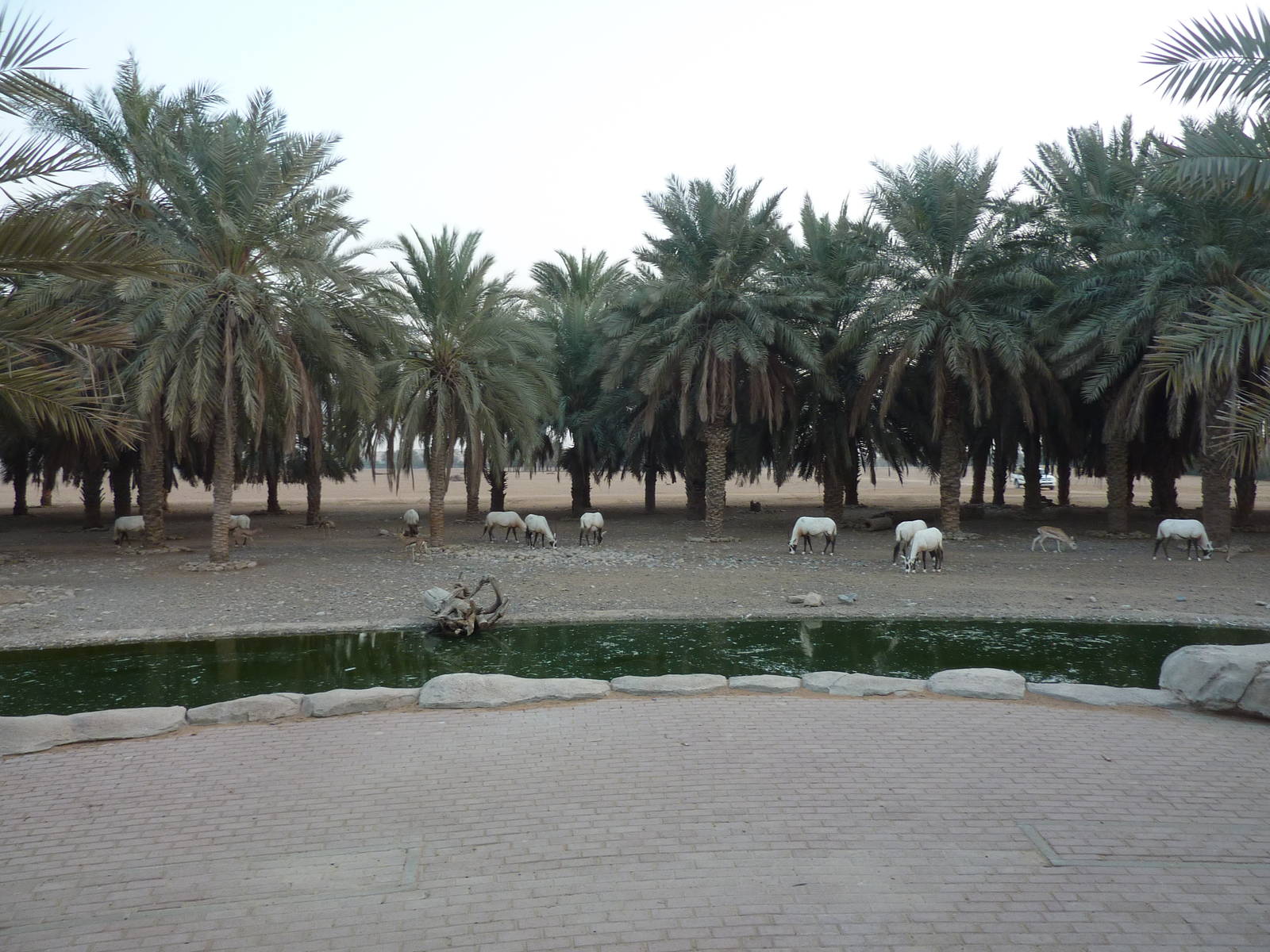 View from restaurant, December 2011.