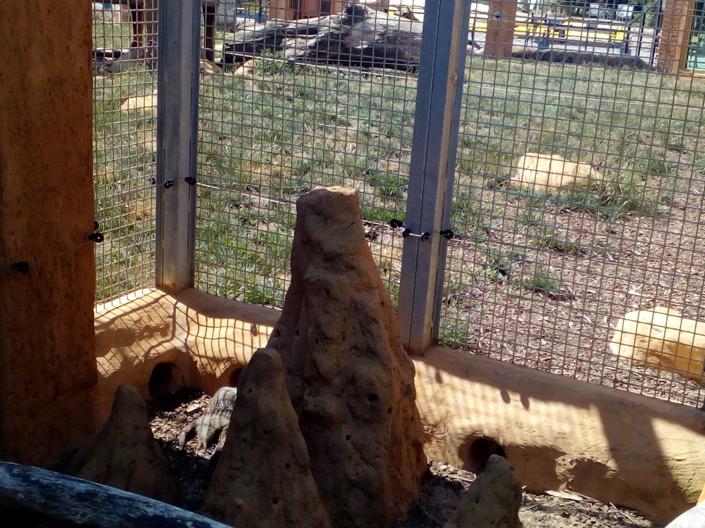 View from small banded mongoose enclosure, out of which they can get into lion enclosure-6/23