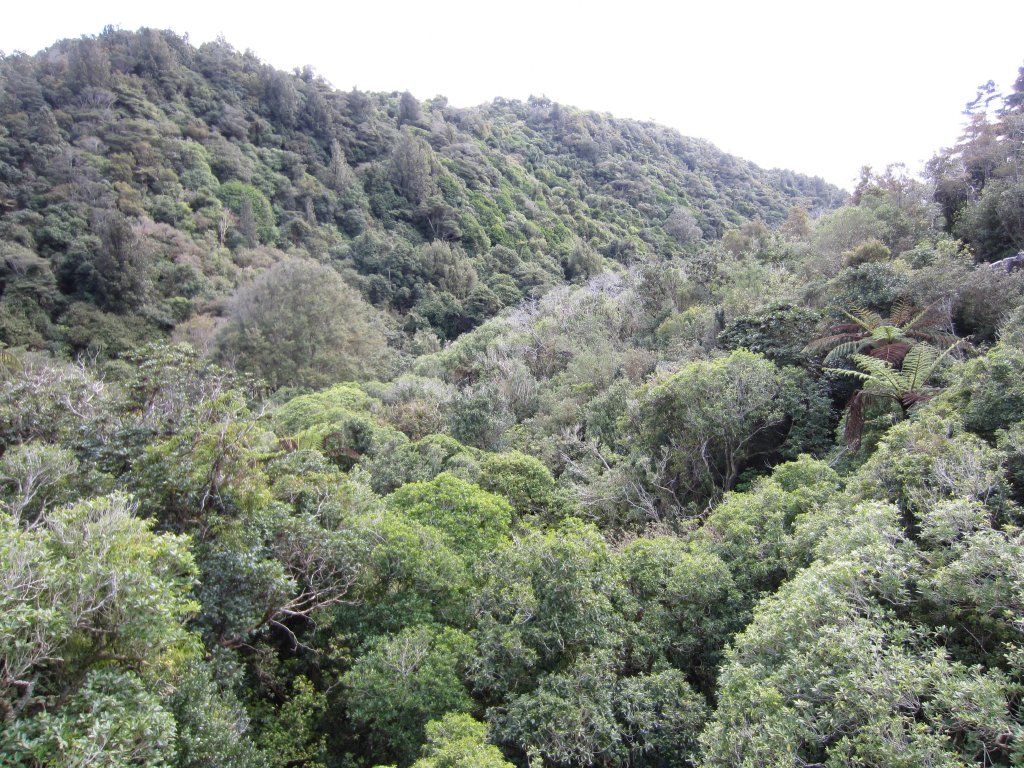 View from Suspension bredge