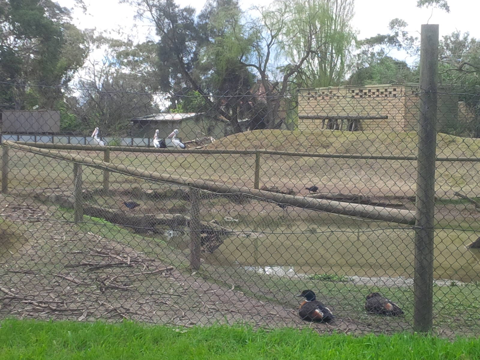 View from teh carpark - Shellducks & Pelicans