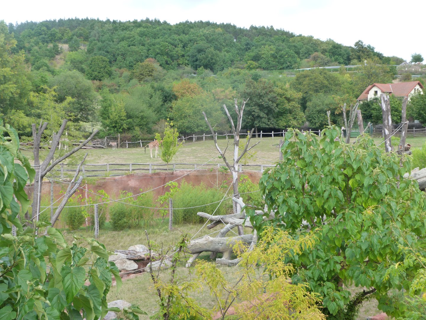 View from the boardwalk thorwards the gorilla house -Zoo Praha (2025)