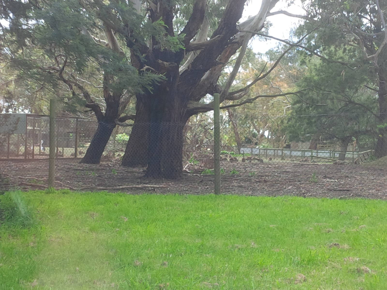 view from the driveway - huge numbers of a small wallaby species