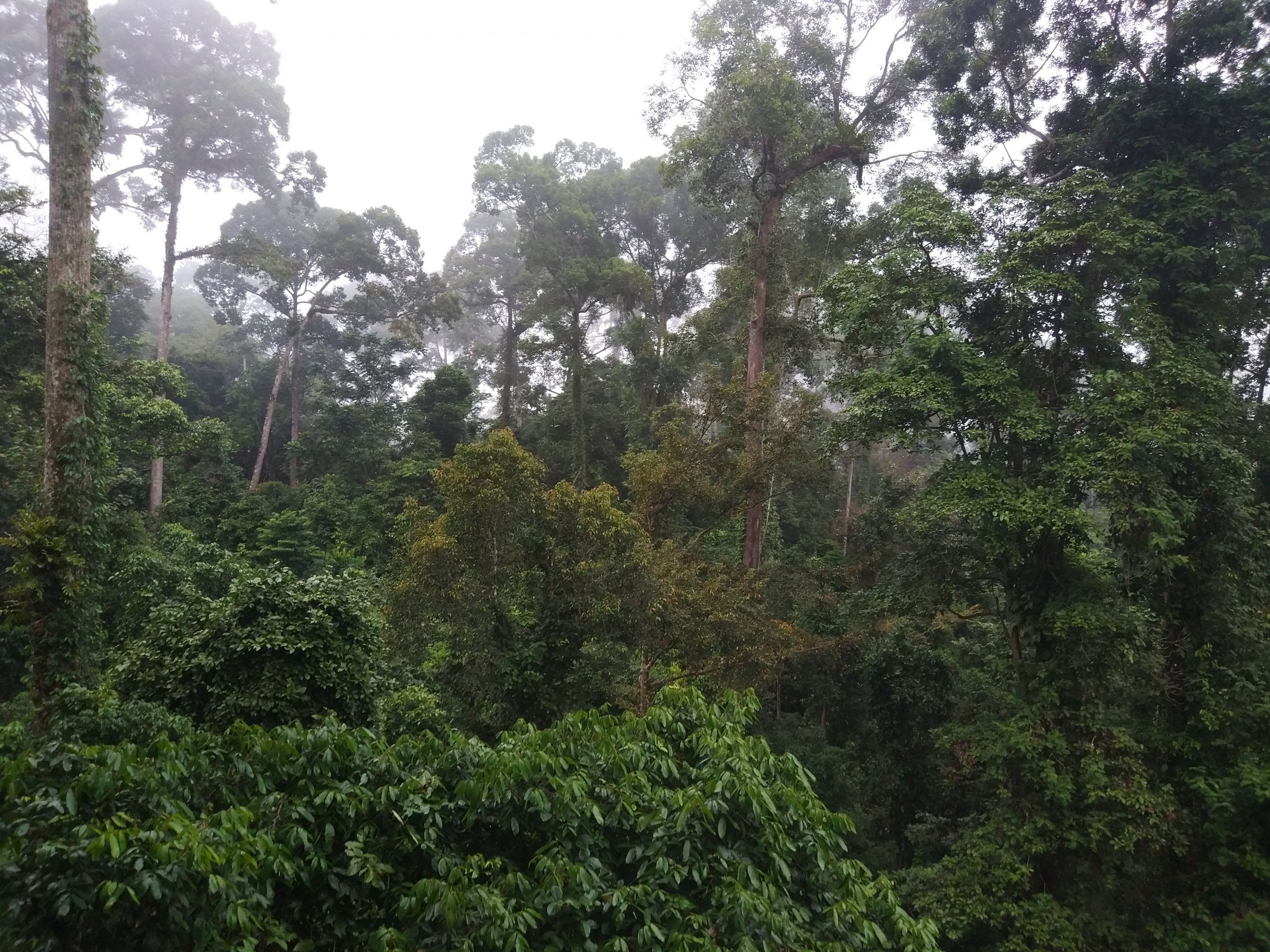 View from the observation tower - Danum Valley Field Centre