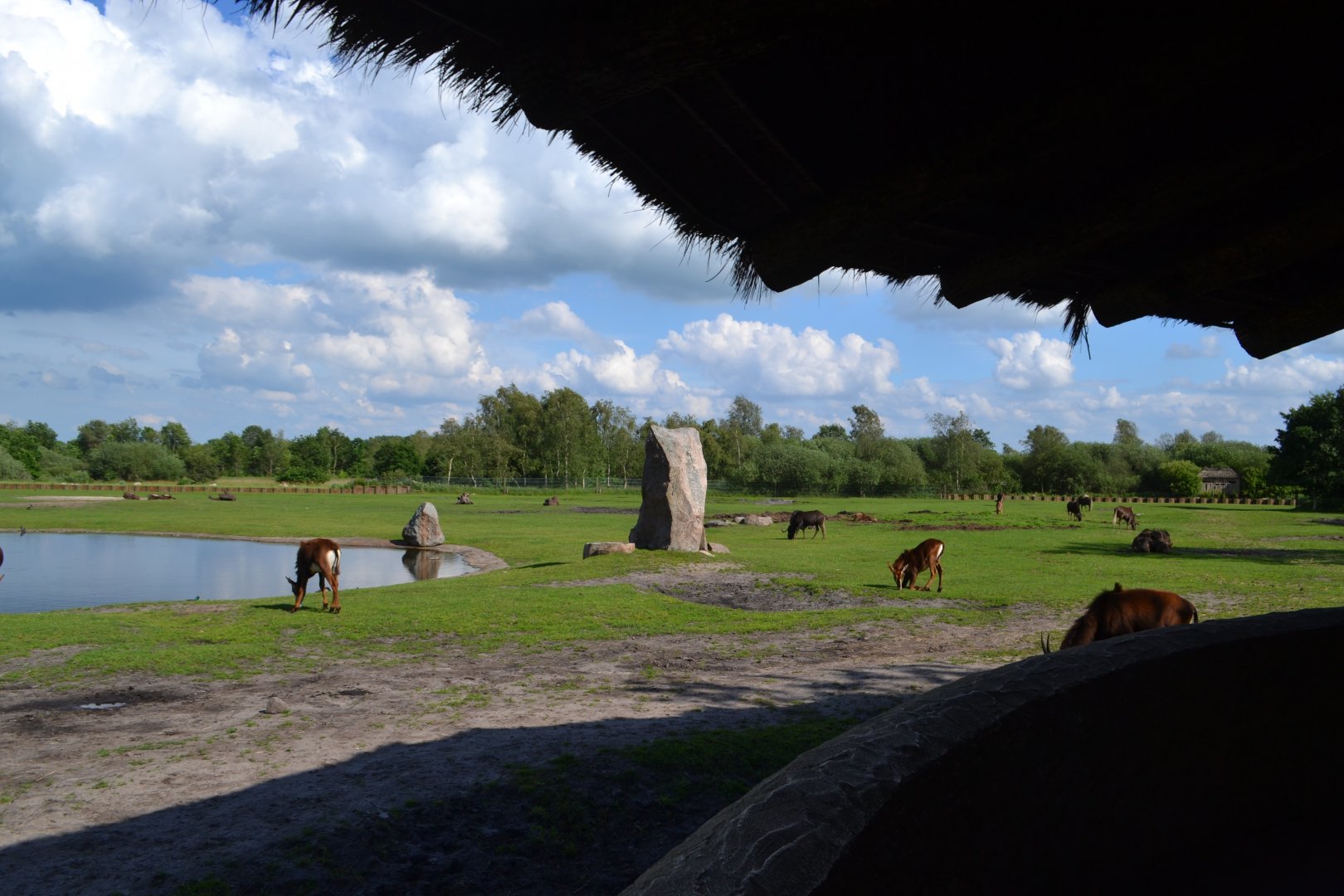 View from the Rhino-hut in Givskud Zoo