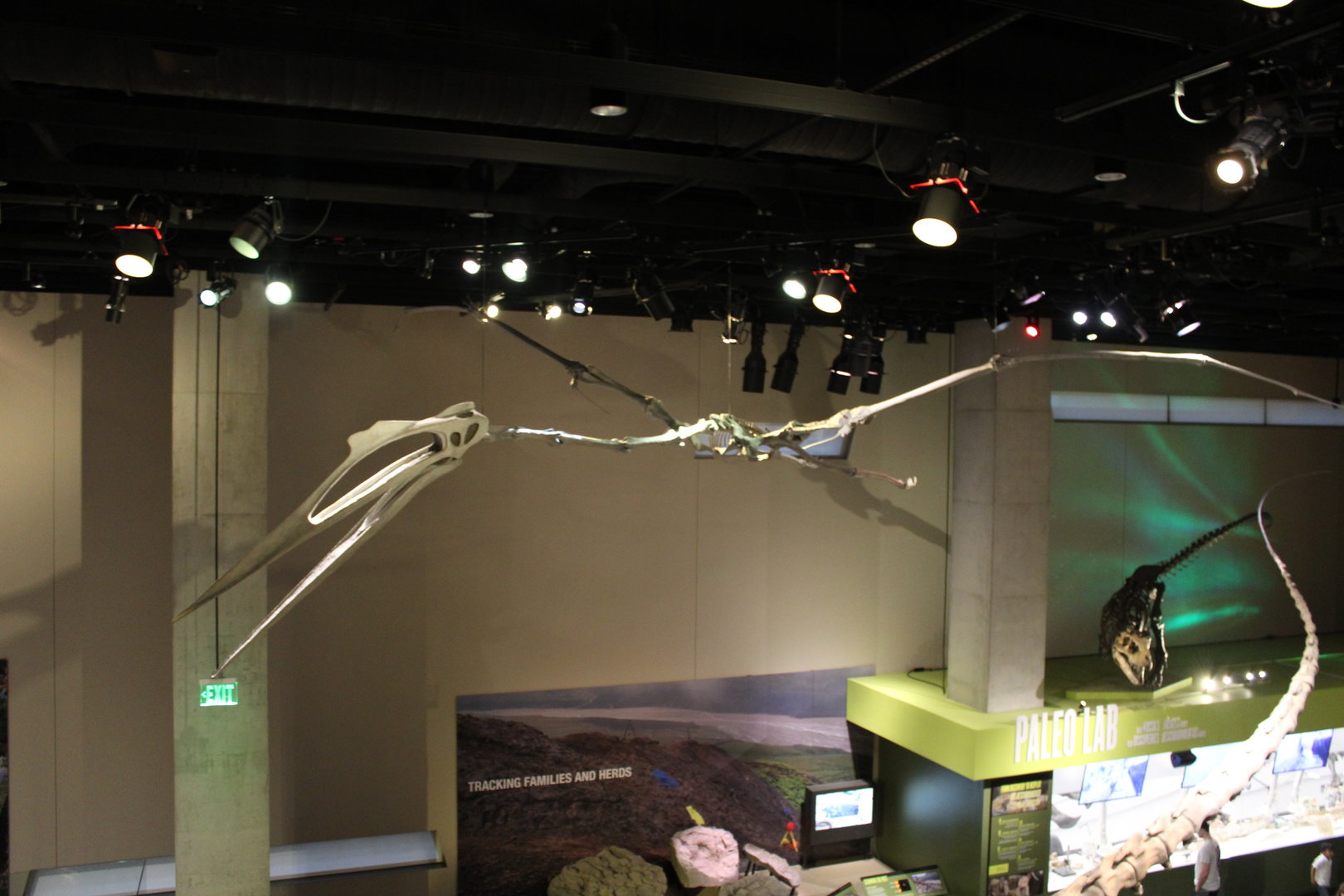 View from the Rose Hall of Birds (Quetzalcoatlus northropi) (Nanuqsaurus hoglundi)