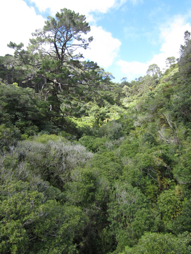View from the Suspension bridge