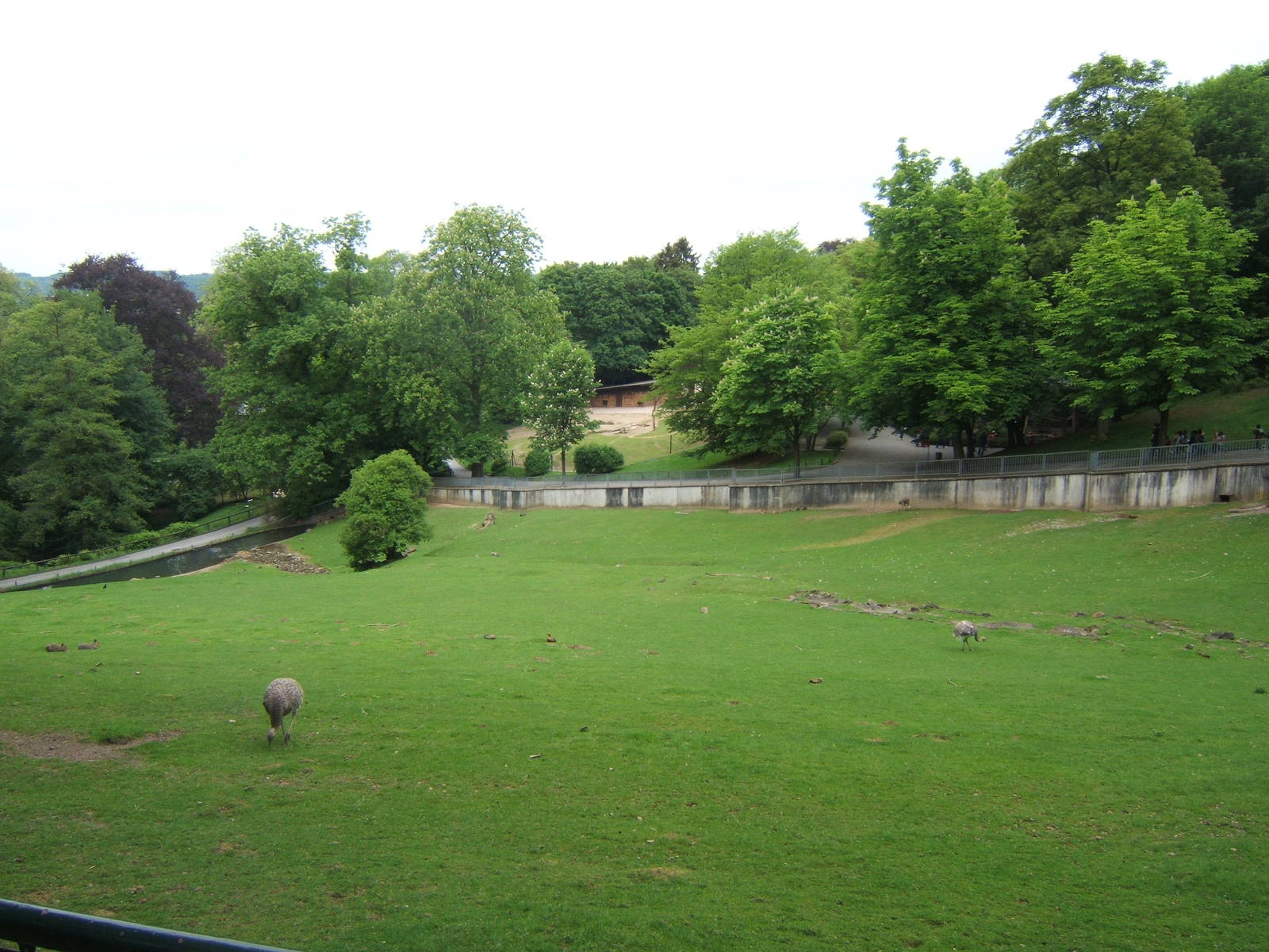 View from the top of the Darwins Rhea enclosure